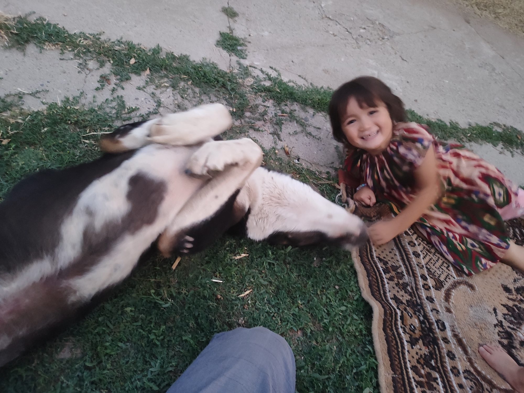 In Sultonobod, Tajikistan, a young girl with dark hair and a wide smile, wearing a colorful dress with geometric patterns, is lying on a rug outdoors. She is interacting with a large dog, predominantly black and white, which is lying on its back with its paws in the air, suggesting playful behavior. The environment appears to be a paved area with patches of green grass and weeds. A person's legs, clad in grey trousers, are visible in the foreground, suggesting the photographer or another observer.