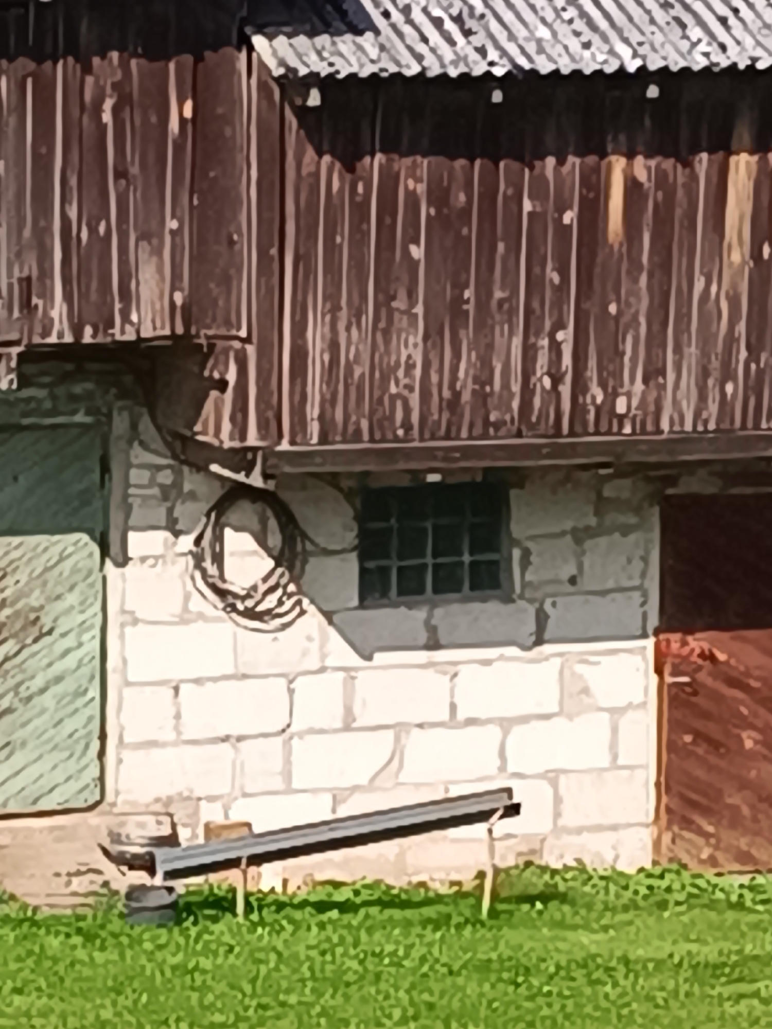 The image depicts the side of a weathered wooden and brick building, possibly a barn or shed, situated in the city of Tebras, Latvia. The upper section of the building is clad in vertical dark brown wooden planks, showing signs of age and wear. Above this, a corrugated metal roof is visible, reflecting sunlight.
Below the wooden siding, the wall transitions to light-colored brickwork. In the center of this brick section, there is a small window with a grid pattern of dark panes. To the left of the window, a coil of dark cable or hose is hanging from the overhang. Further to the left, a portion of a light green door or wall is visible.
To the right of the window, a dark reddish-brown door is partially visible. In the foreground, a dark, elongated metal object, possibly a bench or a drainage trough, rests on the grass. The ground is covered in green grass with some scattered darker vegetation. The overall impression is one of a rural or utilitarian structure in a state of disrepair or aged character.