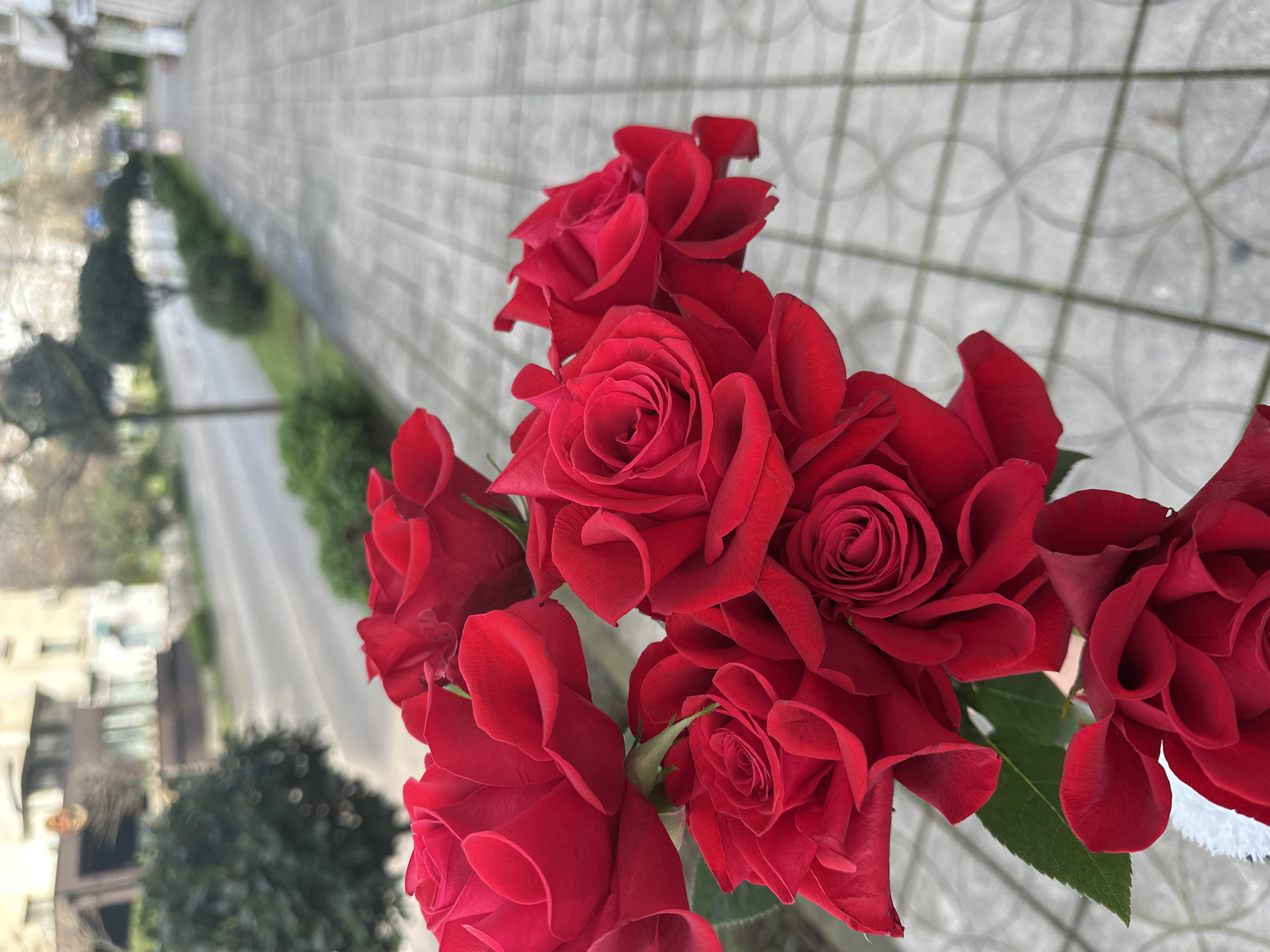 The scene depicts a close-up of a bouquet of vibrant red roses held or placed against a blurred urban background in the city of Šušanj, Montenegro.
In the immediate foreground, approximately eight to ten deeply saturated red roses are prominently displayed. The roses exhibit varying stages of bloom, with some petals tightly furled and others fully open, showcasing their layered structure. Visible green stems and dark green leaves are interspersed among the blossoms. A small section of a white, indistinct material, possibly fabric or paper wrapping, is visible at the very bottom edge of the frame, partially obscured by the roses.
The background, out of focus, reveals a paved pedestrian sidewalk to the right and a road beyond it to the left. The sidewalk is constructed from light-toned, possibly gray or beige, interlocking pavers arranged in a grid pattern, with faint circular or curvilinear designs embedded within some squares. It extends diagonally into the distance. Parallel to the sidewalk is an asphalt road, appearing somewhat dark and possibly damp or reflective, suggesting recent precipitation or an overcast sky. A narrow strip of green grass and a row of sculpted, rounded evergreen bushes line the edge between the sidewalk and the road. Behind these, several small trees with bare, thin branches are visible. In the distant background, multi-story buildings with light-colored facades are partially discernible through the blurry foliage, one featuring a darker canopy or architectural element on its lower level. No individuals or vehicles are present in the visible background elements. The sky appears uniformly bright or overcast.
