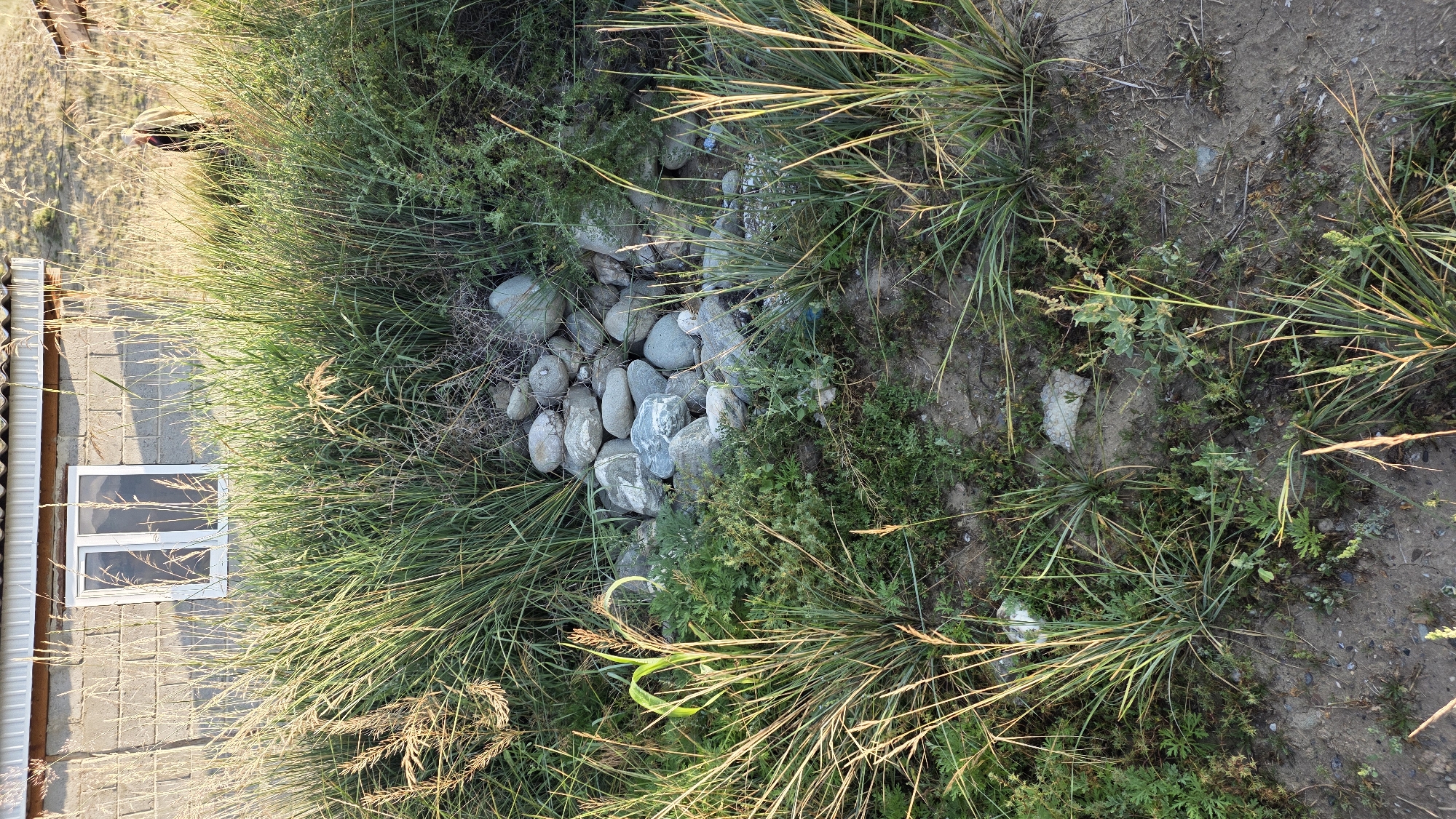 In Terek-Suu, Kyrgyzstan, an outdoor scene depicts a building with a white-framed window set against a concrete block wall, partially obscured by tall, dry grasses and green vegetation. A small pile of smooth, grey stones is visible amidst the foliage in the foreground. In the background, a person is standing in the tall grass near another building structure. The ground is composed of dirt with scattered small stones and patches of vegetation.