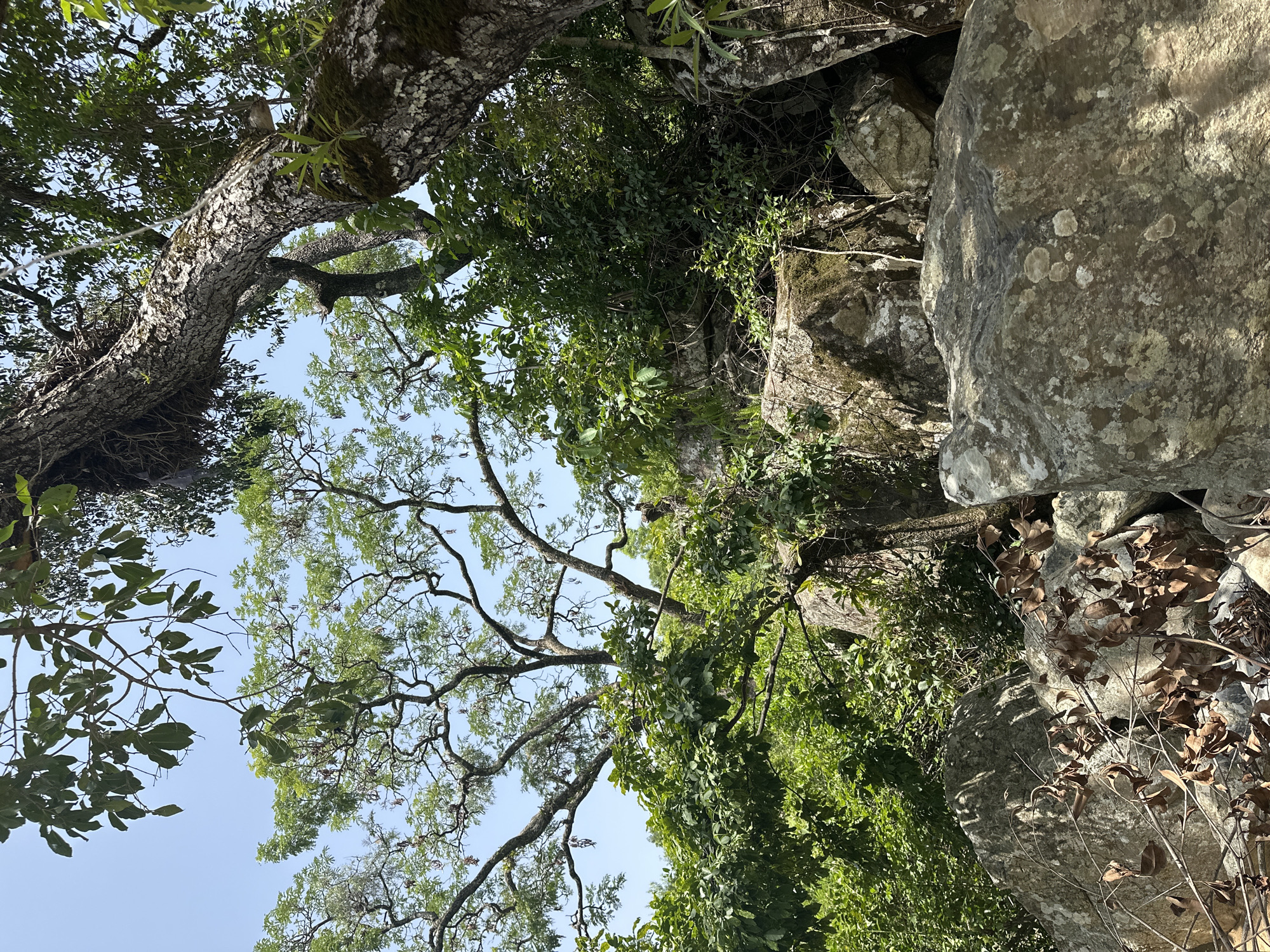 The image depicts a rocky, forested area with large boulders and lush green vegetation under a clear sky. The foliage is dense, with several trees visible, some with gnarled branches reaching upwards. The rocks appear weathered and mossy in places. The scene suggests a natural, undeveloped environment. There are no people or man-made objects clearly visible in the image, indicating a remote or wild setting. The overall impression is one of a natural landscape, likely in a tropical or subtropical region given the vibrant greenery. The location in Fobur, Nigeria, suggests this could be a scene from a rural or natural park area within that region.