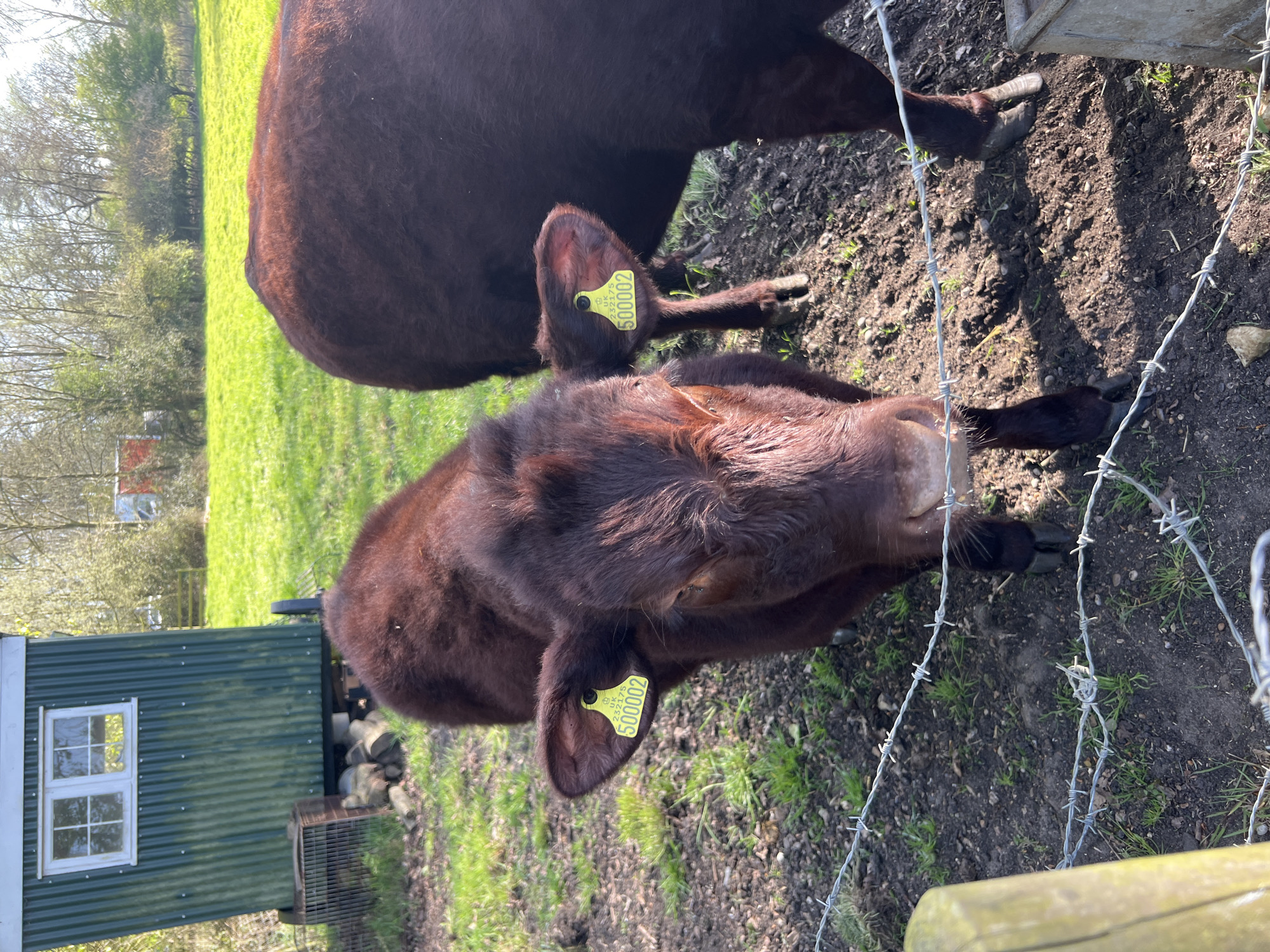 The image depicts two brown cows in a grassy field, likely located in a rural area of South Norfolk, United Kingdom. The foreground cow is closer to the camera and is wearing a yellow ear tag with the number "500002." A barbed wire fence runs across the bottom and right side of the image, separating the cows from the viewer. Behind the cows, there's a small green building with a white window. The background consists of a green field and trees. The ground near the fence appears to be dirt and scattered grass. The sky is clear, suggesting it is a sunny day.
