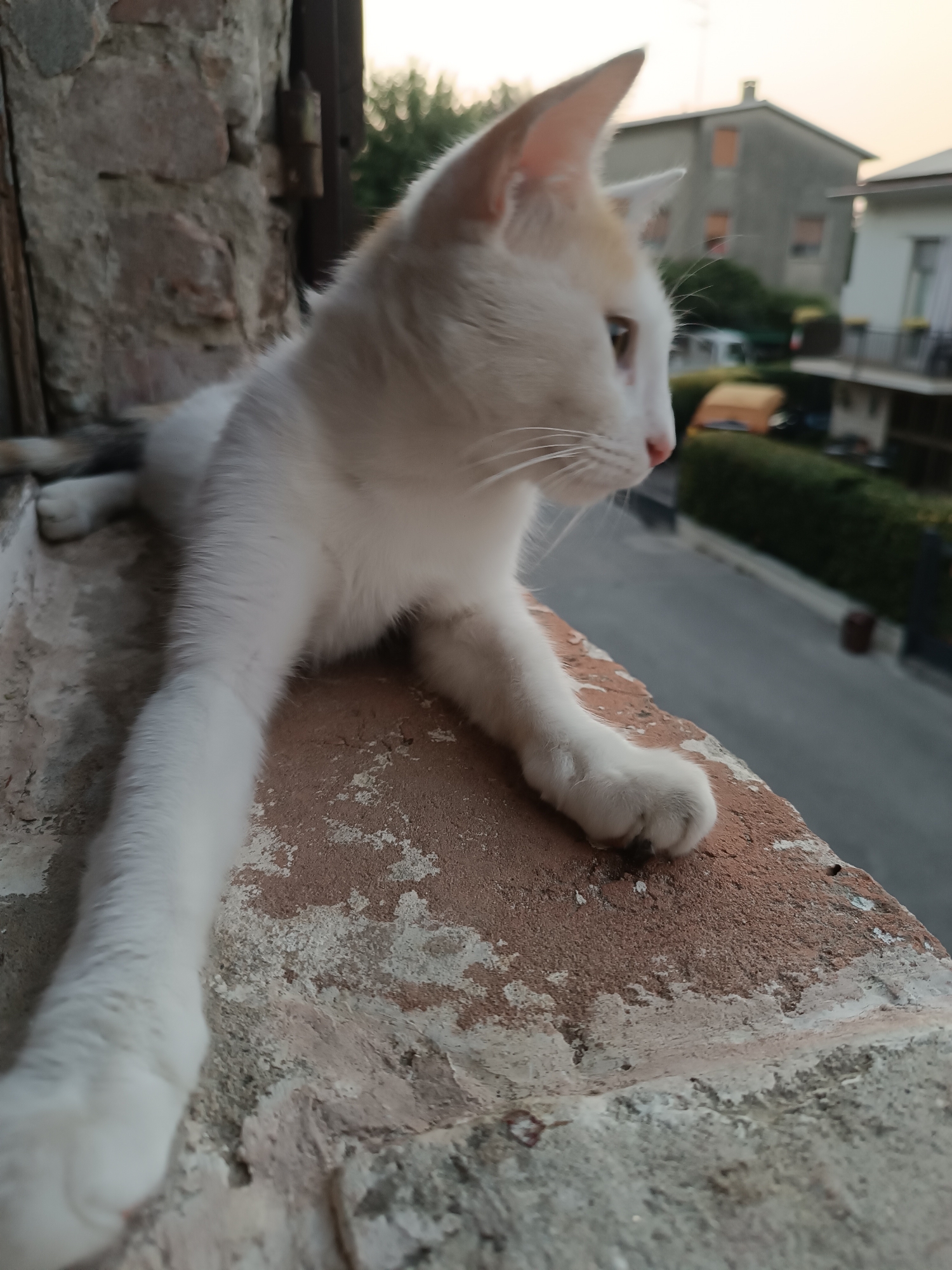 A white cat with some tan markings on its head is resting on a brick ledge, looking out over a street in Viadana, Italy. The cat is positioned in the foreground, with its body extending towards the left of the frame. Its front paws are extended forward, one of them resting on the brick. The background shows a residential street with buildings and trees. The lighting suggests it is late afternoon or early evening.