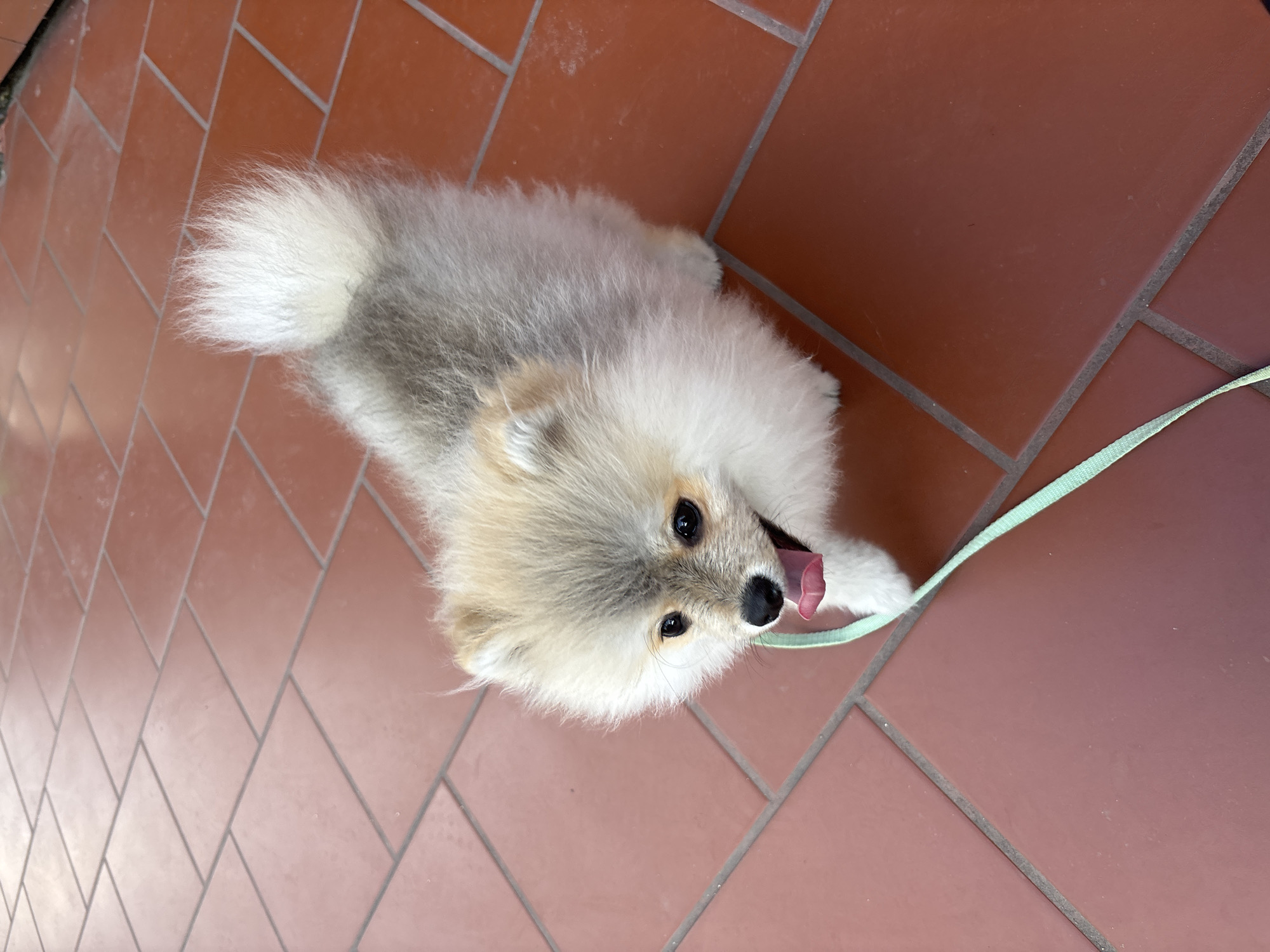 A medium-angle, eye-level shot depicts a light-colored Pomeranian dog lying on a floor tiled with reddish-brown square tiles. The dog has a fluffy coat with cream and grey tones, and a bushy tail. Its mouth is open, tongue visible, and it appears to be panting or smiling. A light green leash is attached to the dog's collar and extends to the right side of the frame. The background consists solely of the tiled floor, which suggests the dog is indoors. The location is in the city of Plovdiv, Bulgaria. There are no people visible in the image. The scene is simple and focuses on the dog.