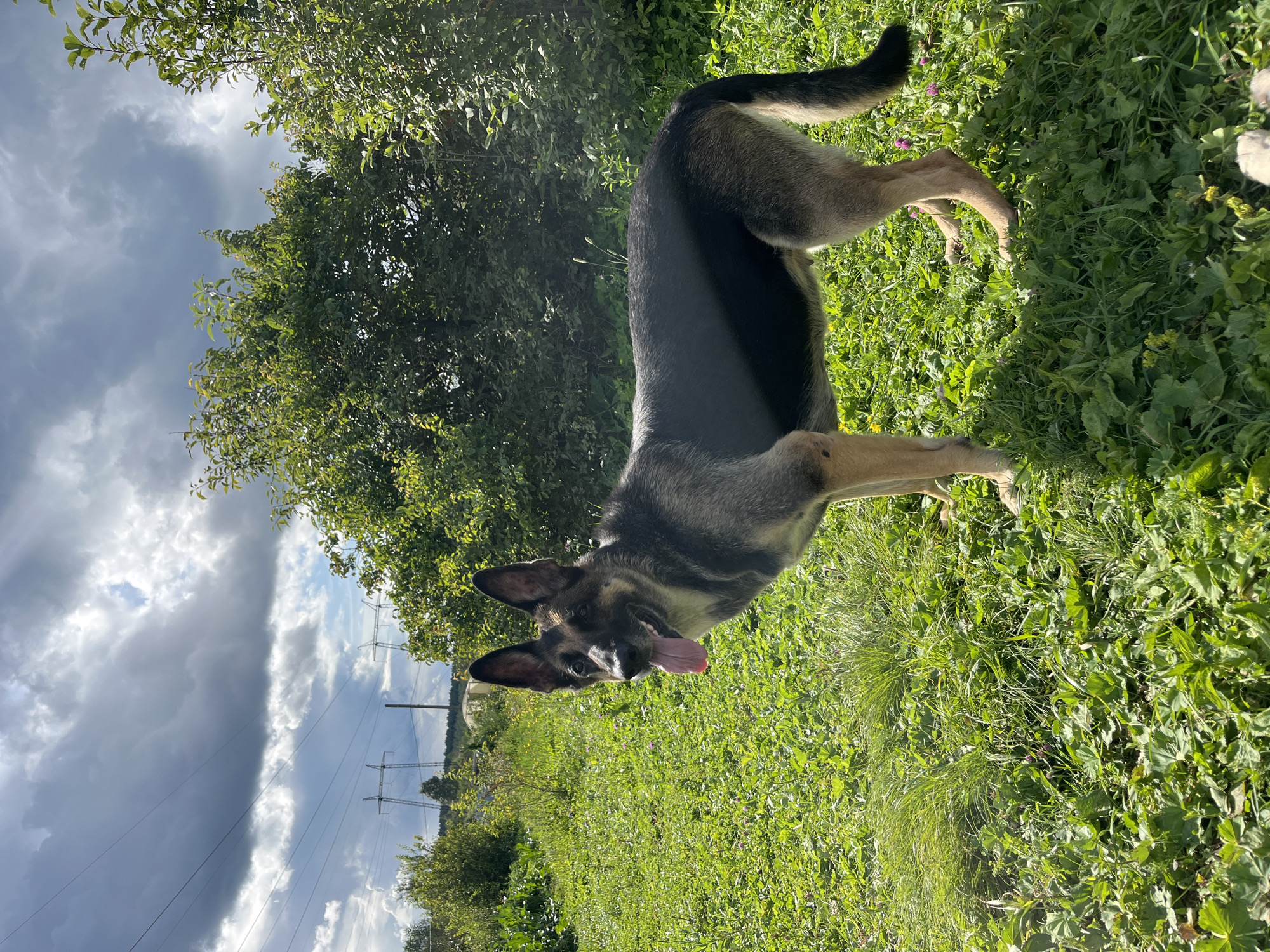 A German Shepherd dog stands in a grassy field on a cloudy day. The dog is facing left and panting, with its tongue hanging out. The field is covered in green grass and some small wildflowers. In the background, there are trees and power lines. The sky is overcast with dark clouds. The image appears to be taken in a rural or suburban area. The location is identified as Nizhny Tagil, Russia.