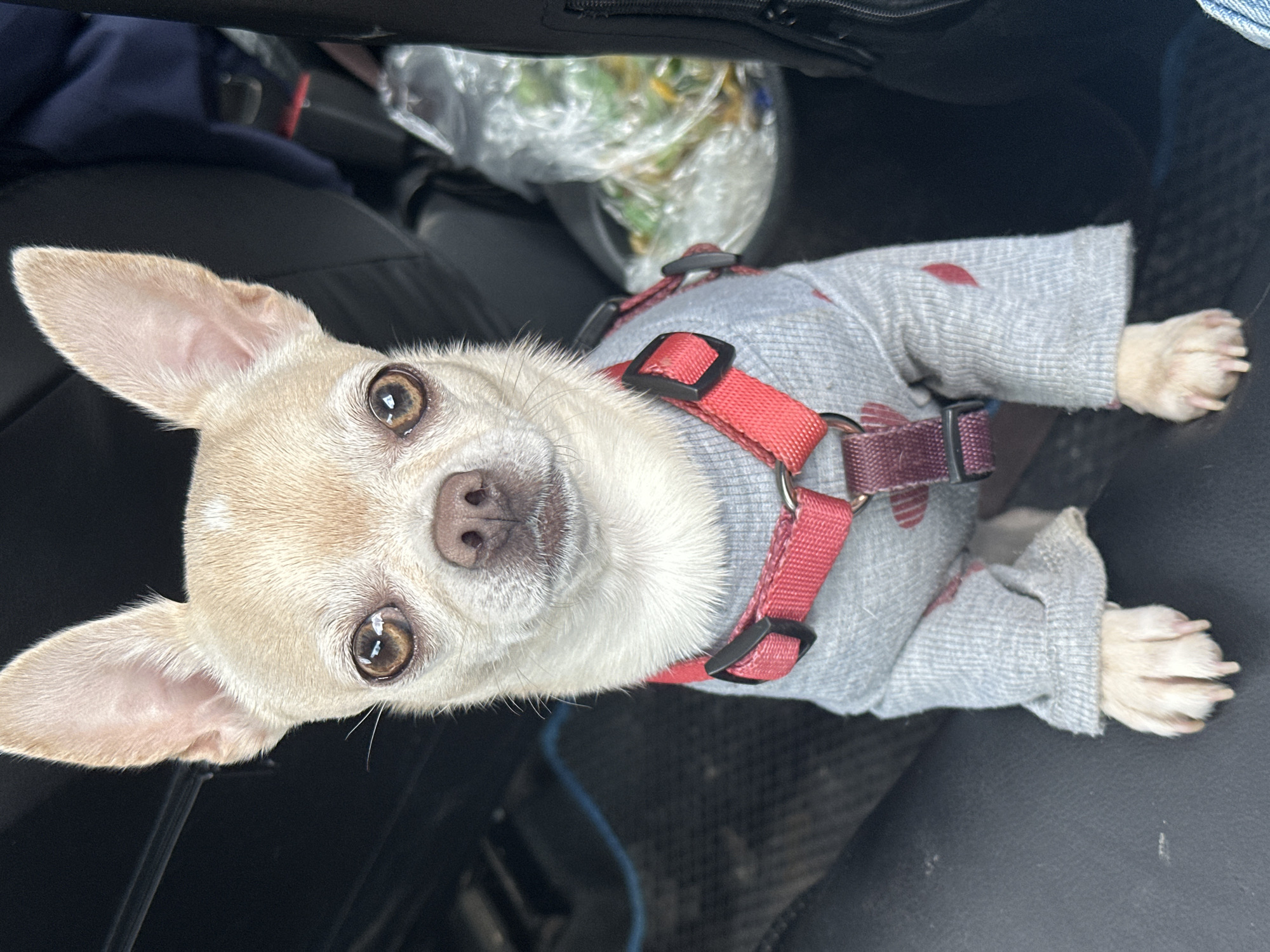 A small, light-colored dog, possibly a Chihuahua, is depicted looking directly at the camera. The dog has prominent dark eyes, a dark nose, and large, upright ears. It is wearing a gray sweater adorned with small red heart shapes and a red harness over the sweater. The dog's front paws are visible at the bottom right. The setting appears to be the interior of a vehicle, likely a car, with dark upholstery or surfaces forming the background. An out-of-focus plastic bag containing various items is visible in the upper background. The dog's expression is alert and attentive. No visible text is present in the image. This scene is set in Chaikovsky, Russia.