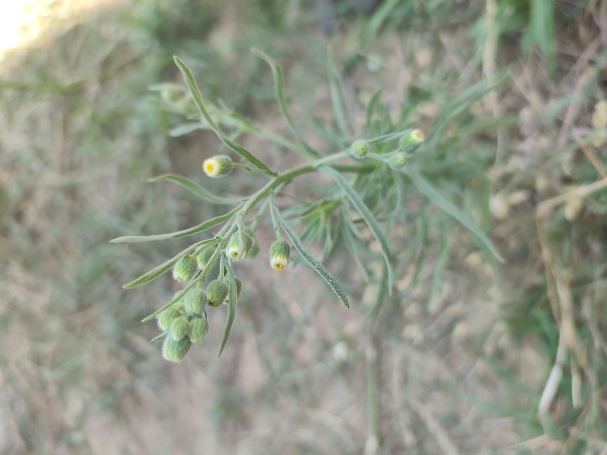 A close-up, eye-level shot shows a cluster of small, fuzzy, green flower buds with a few partially opened buds revealing yellow centers. The plant has thin, green stems and long, narrow leaves that are slightly fuzzy. The background is blurred and appears to be dry, sandy ground with some sparse, dry vegetation and patches of green grass. The lighting suggests an outdoor setting, possibly during the day.