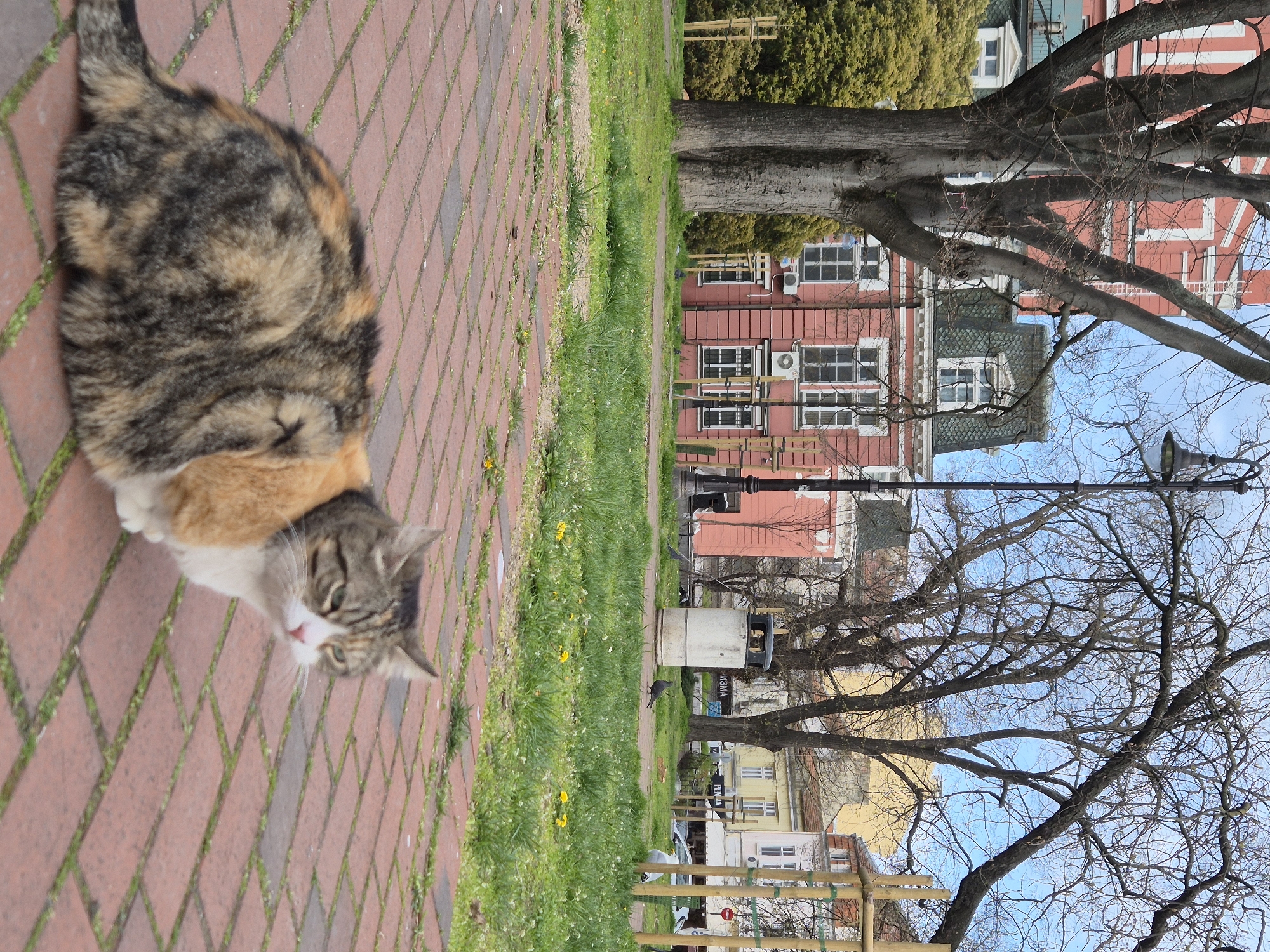 A calico cat lies on a red brick walkway beside a grassy strip in the city of Varna, Bulgaria. The walkway and grass are bordered by a street with parked cars and buildings. The buildings are a mix of styles and colors, including red, yellow, and white with various window arrangements. Bare trees rise from the grassy area, obscuring parts of the buildings and reaching into the blue sky. A lamppost is visible among the trees. A trash can sits on the grassy strip. The scene is well-lit, suggesting it is daytime.