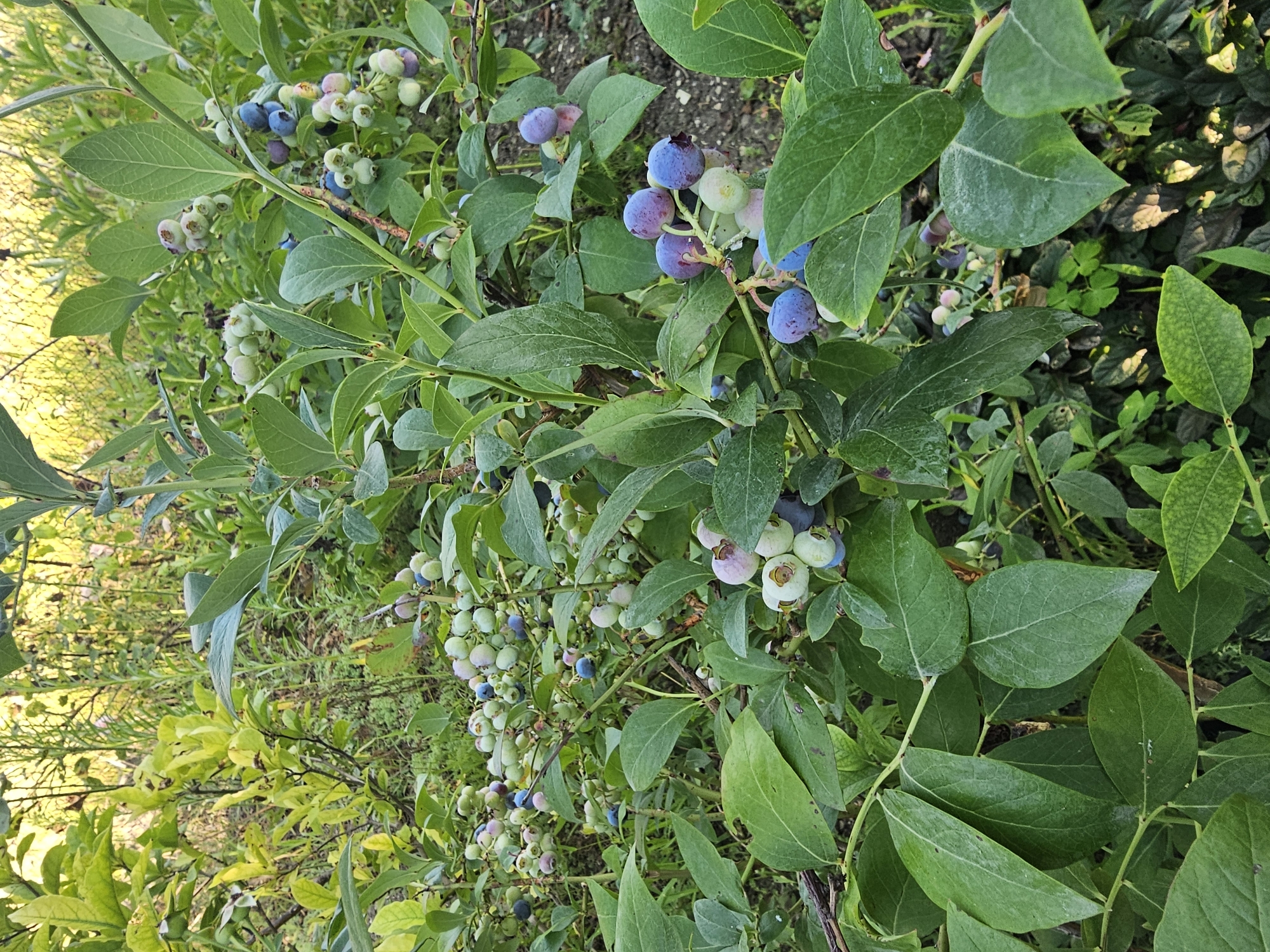 In Gladkovskaya, Russia, a close-up, eye-level shot captures a lush blueberry bush laden with ripe and ripening berries. The berries exhibit a range of colors, from pale green and pinkish hues to deep blues and purples, indicating varying stages of maturity. They grow in clusters on the plant's branches, surrounded by vibrant green leaves. Some leaves show signs of minor wear, with a few speckles of dirt or water droplets visible, suggesting recent moisture. The background is a soft blur of more greenery and dappled sunlight, with hints of dry soil and other vegetation, creating a natural outdoor setting. No people are present in the frame.