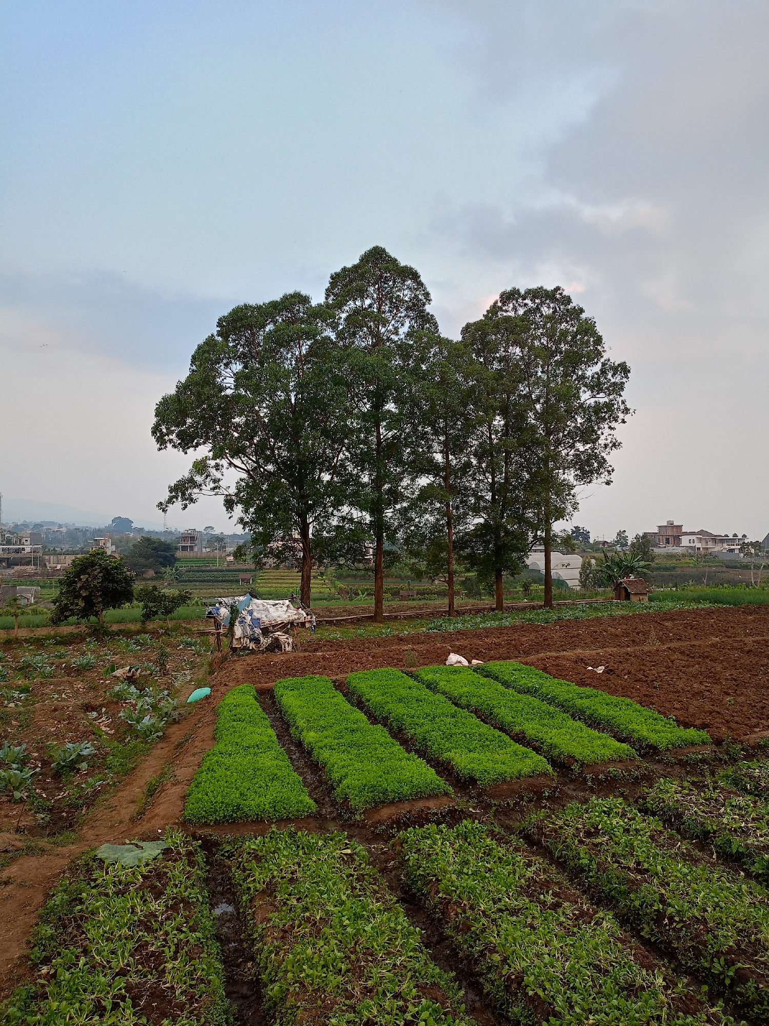 The image depicts a rural landscape with agricultural fields and a cluster of trees in Batu, Indonesia. In the foreground, rows of young green crops are neatly planted in the dark soil. To the left of these crops, larger, leafy green plants are visible. Behind the young crops, a patch of bare, tilled earth is present.
Further back, several tall trees with dense green foliage stand prominently. At the base of these trees, a makeshift shelter constructed from white tarpaulin and wooden poles is visible, with some piles of materials nearby. In the middle ground, beyond the trees and shelter, a scattering of buildings and structures can be seen, suggesting a nearby village or residential area. These structures include houses with tiled roofs and some modern buildings. Further in the distance, hills and mountains form the backdrop under a pale, cloudy sky. The overall impression is one of a working agricultural landscape integrated with residential development, characteristic of the outskirts of a city like Batu.