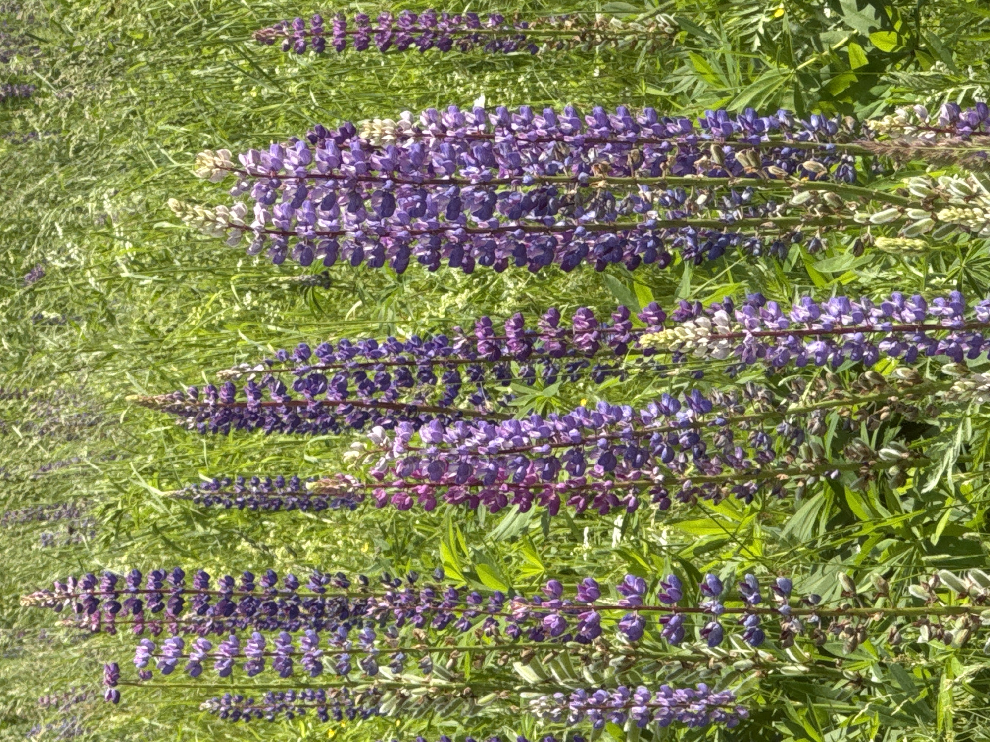 The image displays a close-up view of a field of lupine flowers in bloom. The flowers are predominantly a vibrant purple, with some variations in shade including pink and white. They grow in tall, dense spikes, with individual florets clustered tightly together. The background is filled with lush green grass and other foliage, suggesting a natural, outdoor setting. The lighting indicates it is daytime, with sunlight illuminating the scene. There are no people or man-made structures visible in the image. The image does not provide any specific information to determine its exact location within the city of Chelva, Russia.