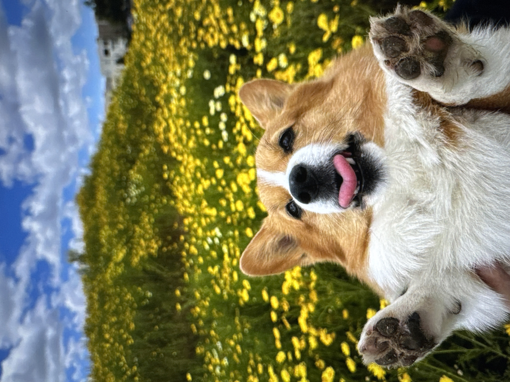 A close-up shot features a Pembroke Welsh Corgi, held upside down, with its tongue out, amidst a field of yellow flowers. The dog's paws are raised and visible in the foreground. The background is a blurred expanse of green foliage dotted with yellow blossoms, under a bright blue sky with scattered white clouds. The scene is set outdoors, suggesting a park or open field. There is no identifiable landmark or feature indicating the location is Tallinn, Estonia.