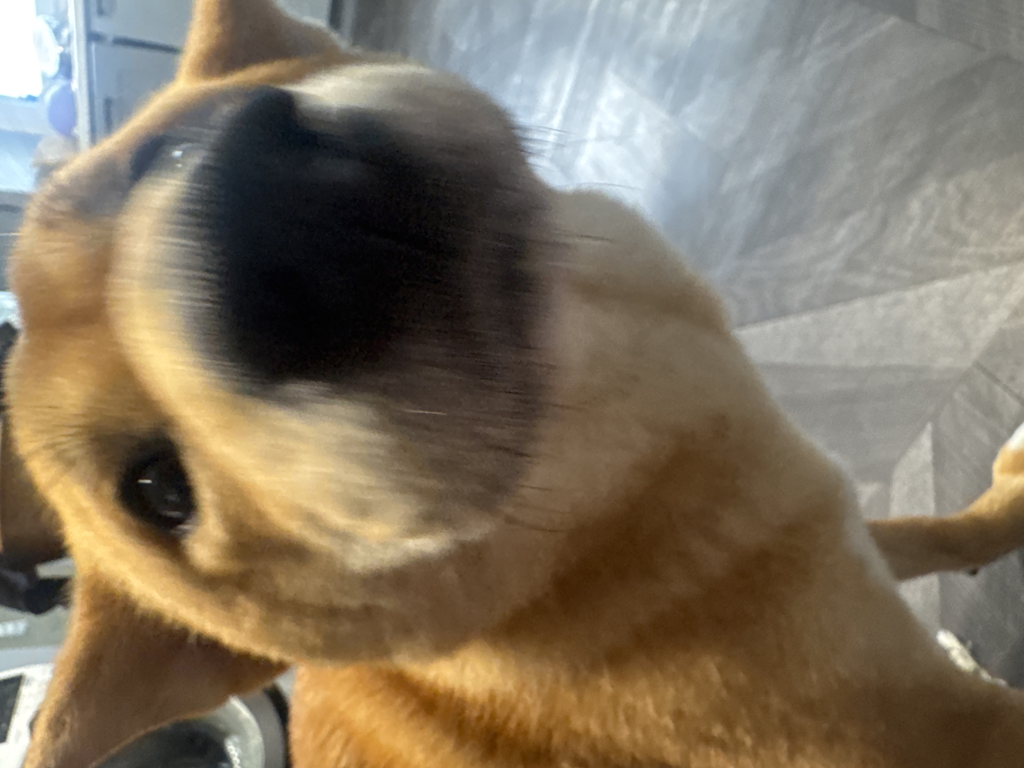 A close-up, slightly angled view of a light brown dog's face, with a large, dark, blurry nose dominating the frame. The dog has one visible dark eye. The background is out of focus, with a grey wall and a hint of some objects in a room. The location is Unknown, Unknown.