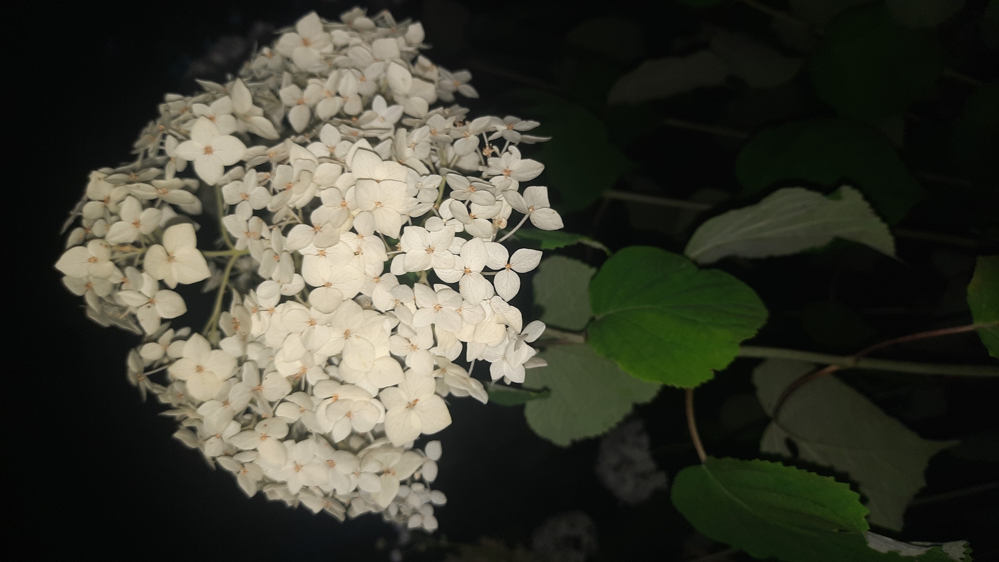 The image is a close-up, vertically oriented photograph of a white hydrangea bloom against a dark background. The flower head is a dense cluster of small, star-shaped white petals, with some darker centers visible. Several green leaves are positioned below the bloom. The overall scene appears to be outdoors at night, illuminated by artificial light, casting a dark shadow. There are no people or visible structures within the frame. The photograph does not provide any information that would allow for the determination of its location in the city of Шклоў, Belarus.