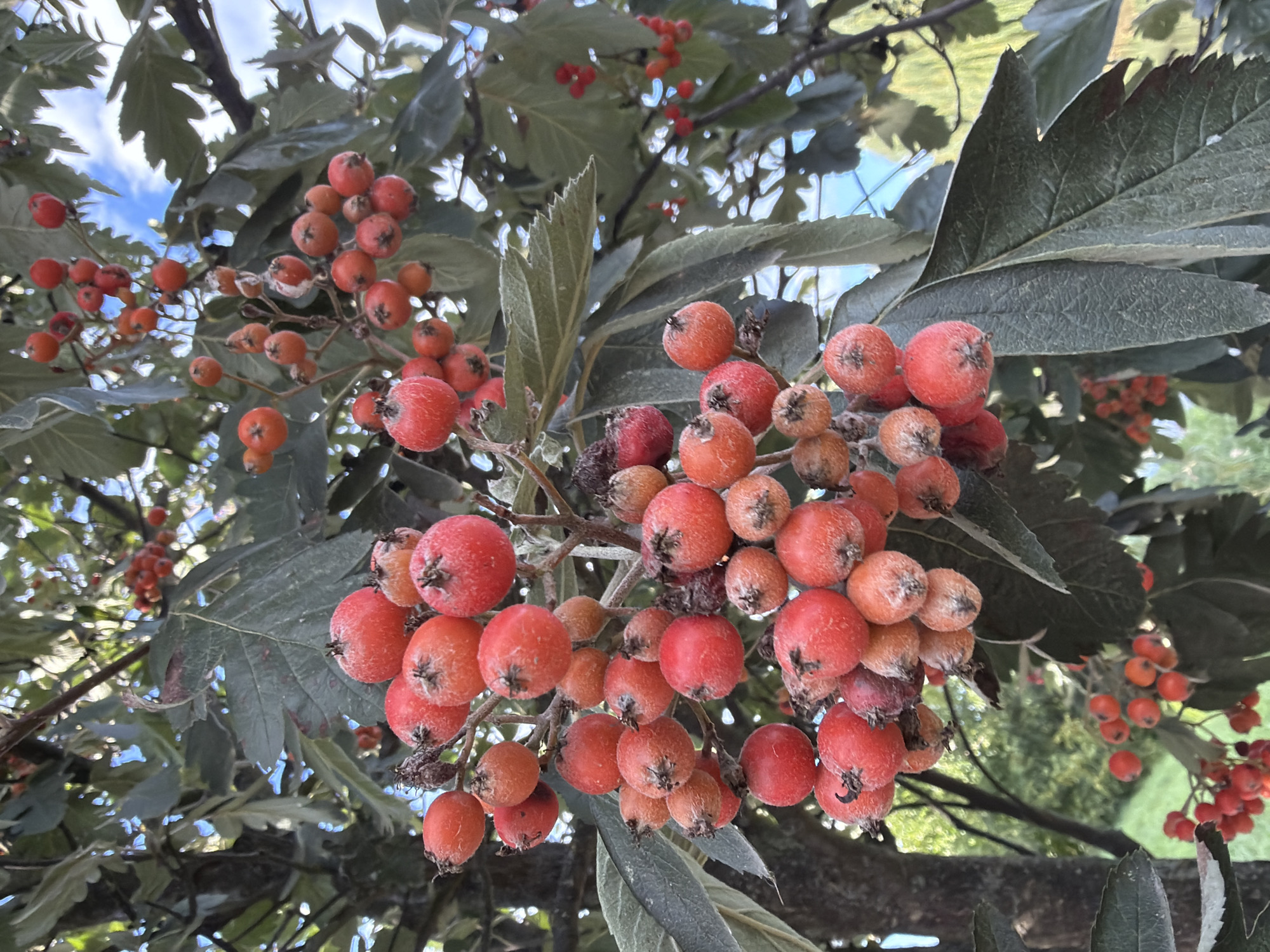 The image shows a close-up view of a tree branch laden with clusters of ripe rowan berries. The berries are a vibrant red-orange color, with some appearing slightly shriveled or unripe. They are round and plump, hanging in dense bunches. The leaves of the tree are a deep green, with a slightly serrated edge and a fuzzy texture visible on some. Sunlight filters through the leaves and berries, creating dappled light and casting shadows. In the background, out-of-focus greenery suggests a natural outdoor setting, possibly a park or garden within the city of Szczecin, Poland, given the provided context. The sky is visible in patches, appearing light blue with some white clouds. There are no people or animals visible in the image. The overall scene depicts the autumn bounty of the rowan tree.