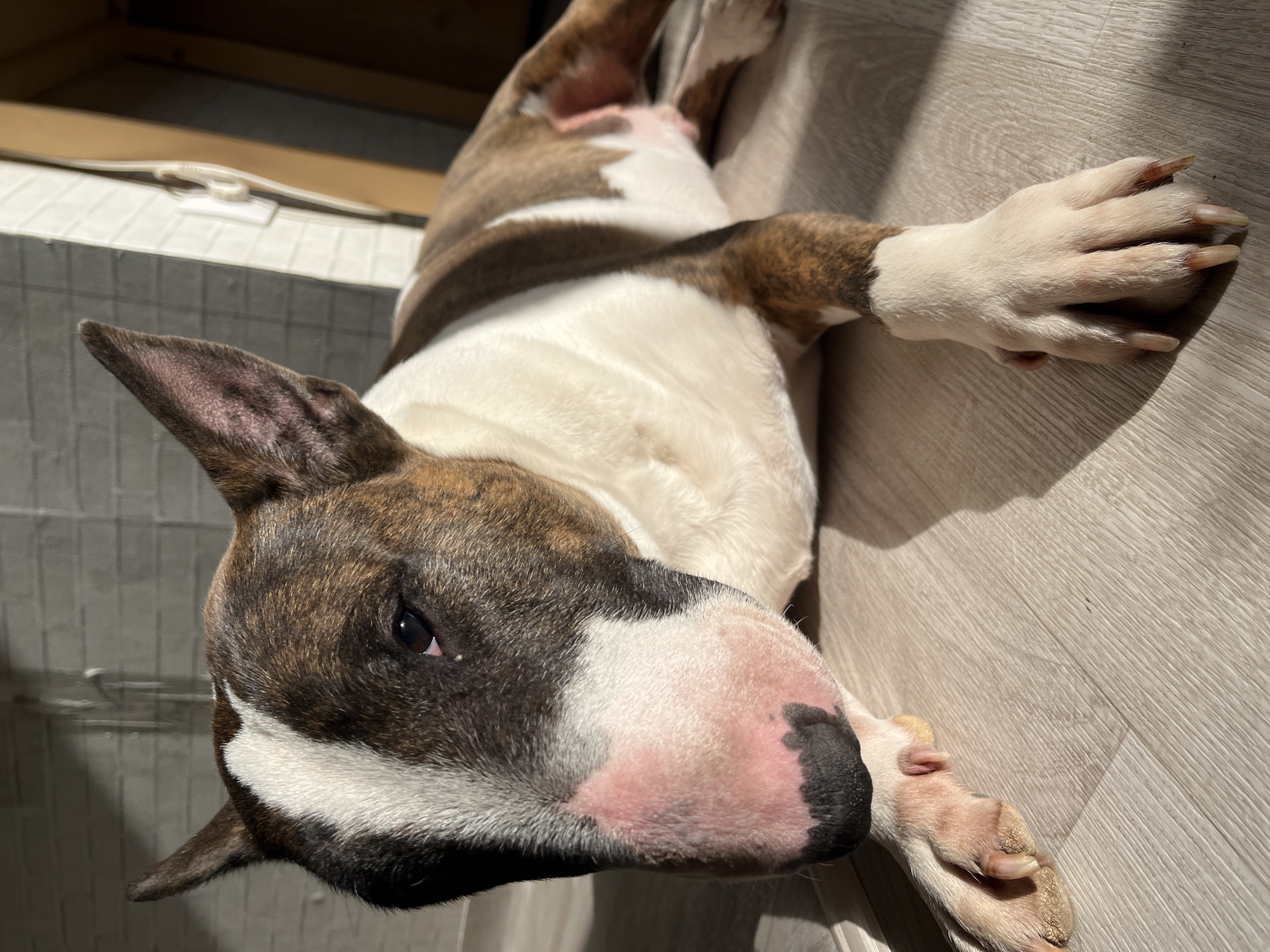 A brindle and white Bull Terrier is lying on a light gray wood-patterned floor. The dog is positioned with its head toward the lower left of the frame and its body stretching diagonally towards the upper right. Its face is mostly brown with white markings and a pink nose with a black tip. The dog's left ear is perked up. The paws are visible, displaying long, untrimmed nails. A bright light source illuminates the floor, creating distinct shadows. In the background, there are white textured tiles, part of a white plastic object, and the edge of a wooden panel. The location of the city of Chaikovsky, Russia is not determinable from the visual content.