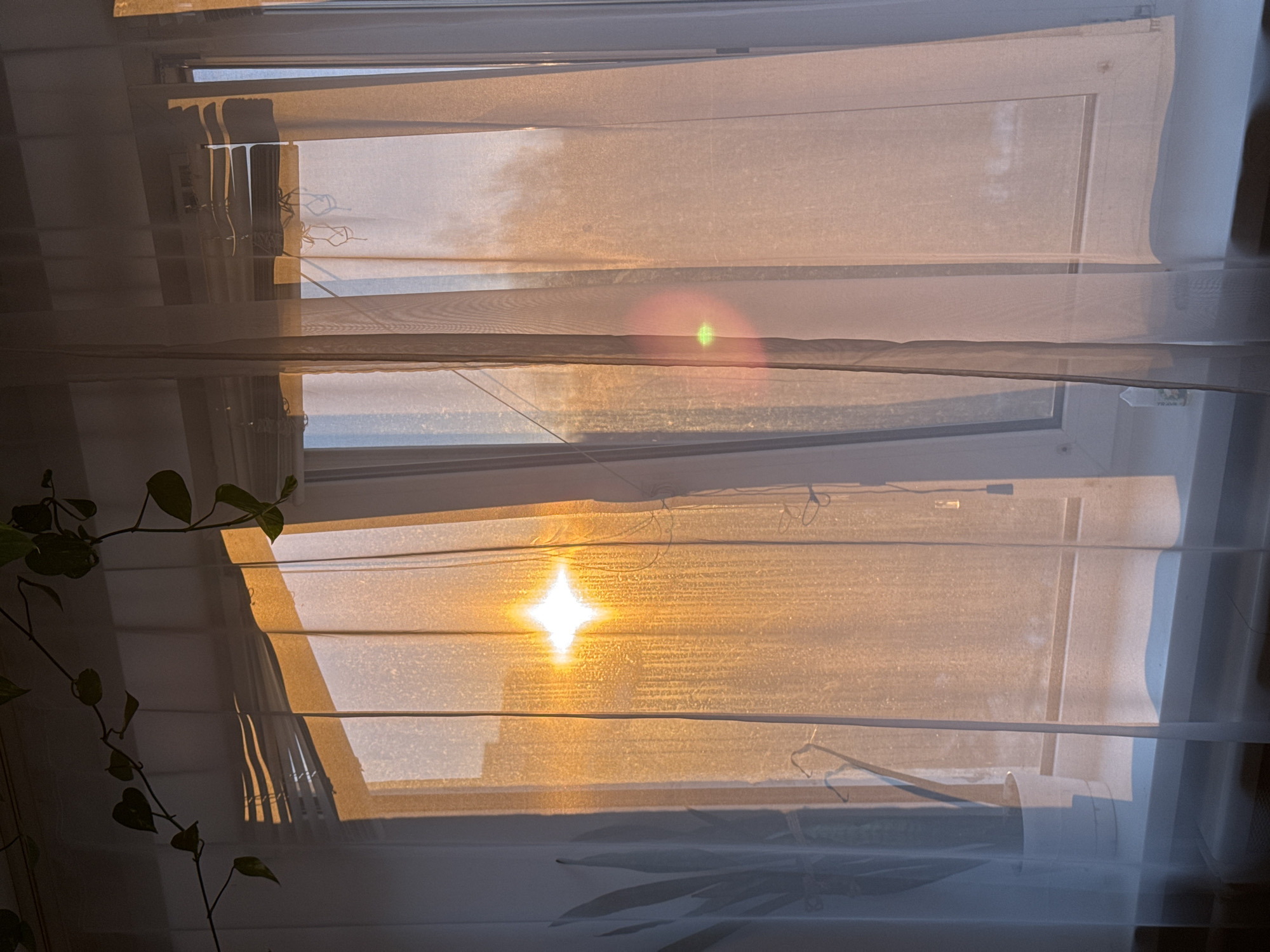 A window with white sheer curtains allows sunlight to penetrate, casting a warm glow on the scene. The sunlight creates a starburst effect where it directly hits the camera through the curtain. The window has horizontal blinds, adding lines to the composition. A green plant is visible on the left side of the frame, partially obscuring the window. The location is indoors, indicated by the presence of the window and interior decor.