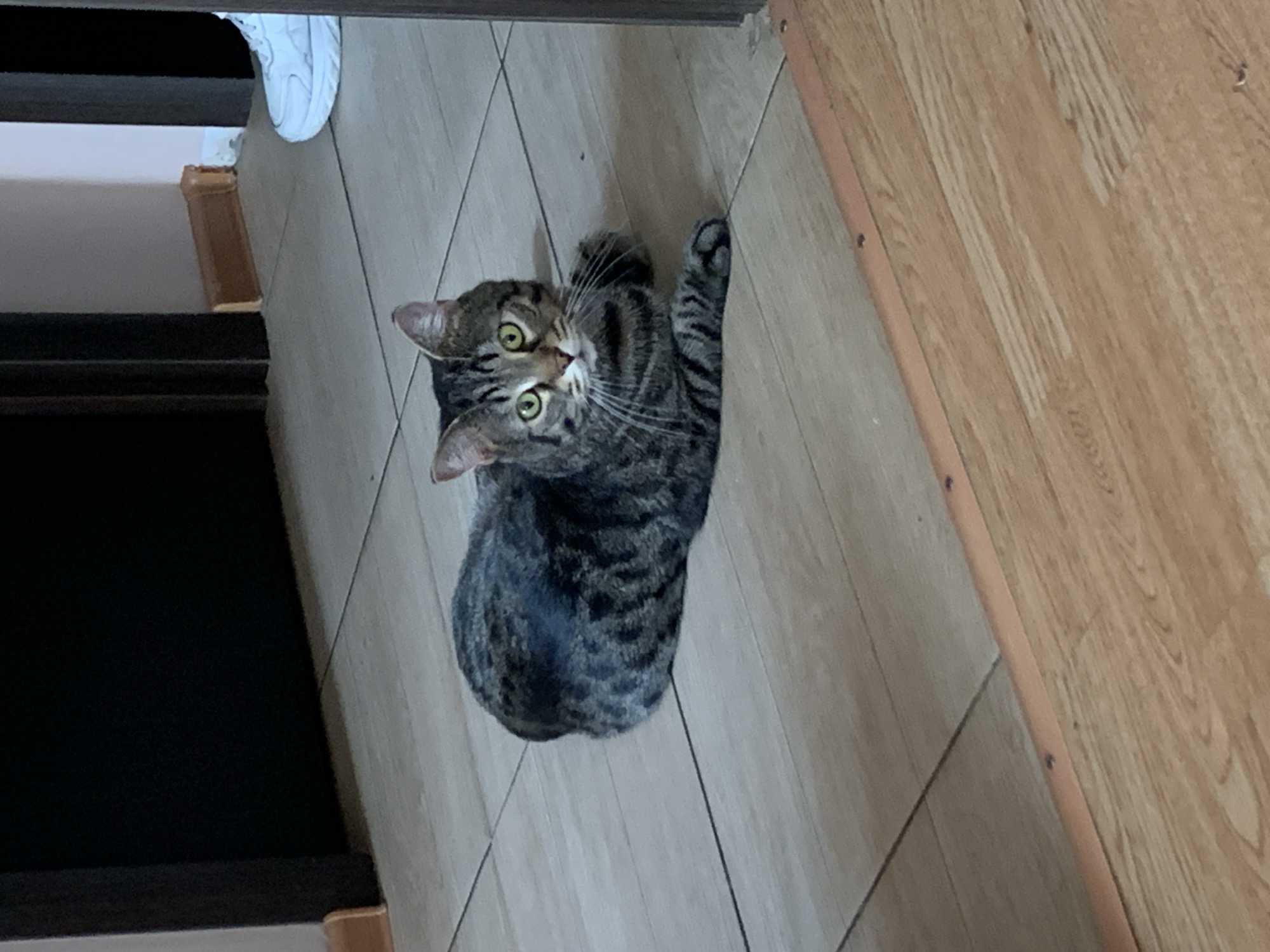 A tabby cat is lying on a light-colored tiled floor. The cat has green eyes and is looking towards the camera. The floor is bordered by a darker tiled area and a wooden floor. In the background, there are dark doorways and a white sneaker. The scene appears to be indoors.