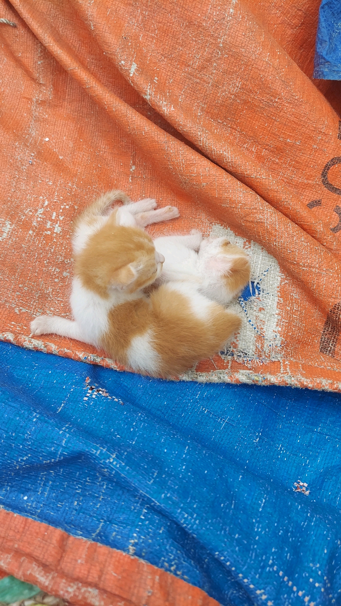 Two very young kittens, one with orange and white patches and the other mostly white with some orange markings, are curled up together asleep on a wrinkled orange tarp laid over a blue tarp. The orange tarp has a textured, woven appearance and shows signs of wear with some white scuffs. The blue tarp beneath is also wrinkled and appears to be a heavy-duty material, possibly a groundsheet or cover. The scene is outdoors, with soft lighting. The location of Sungai Bedungun, Indonesia, is an environmental context that suggests a tropical or subtropical climate.