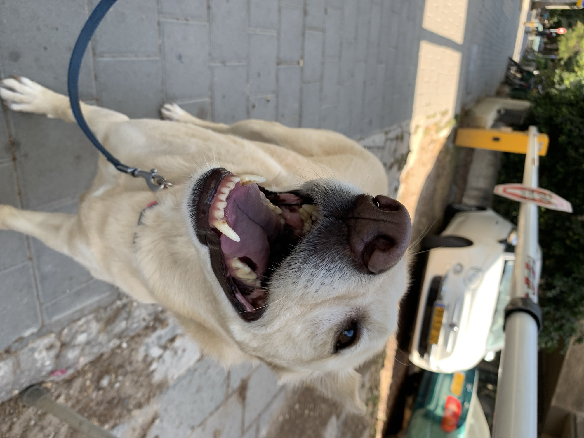 A white dog with a black nose and open mouth stands on a stone pavement next to a street with cars and a traffic light pole in Tel Aviv, Israel. The dog is wearing a blue leash.