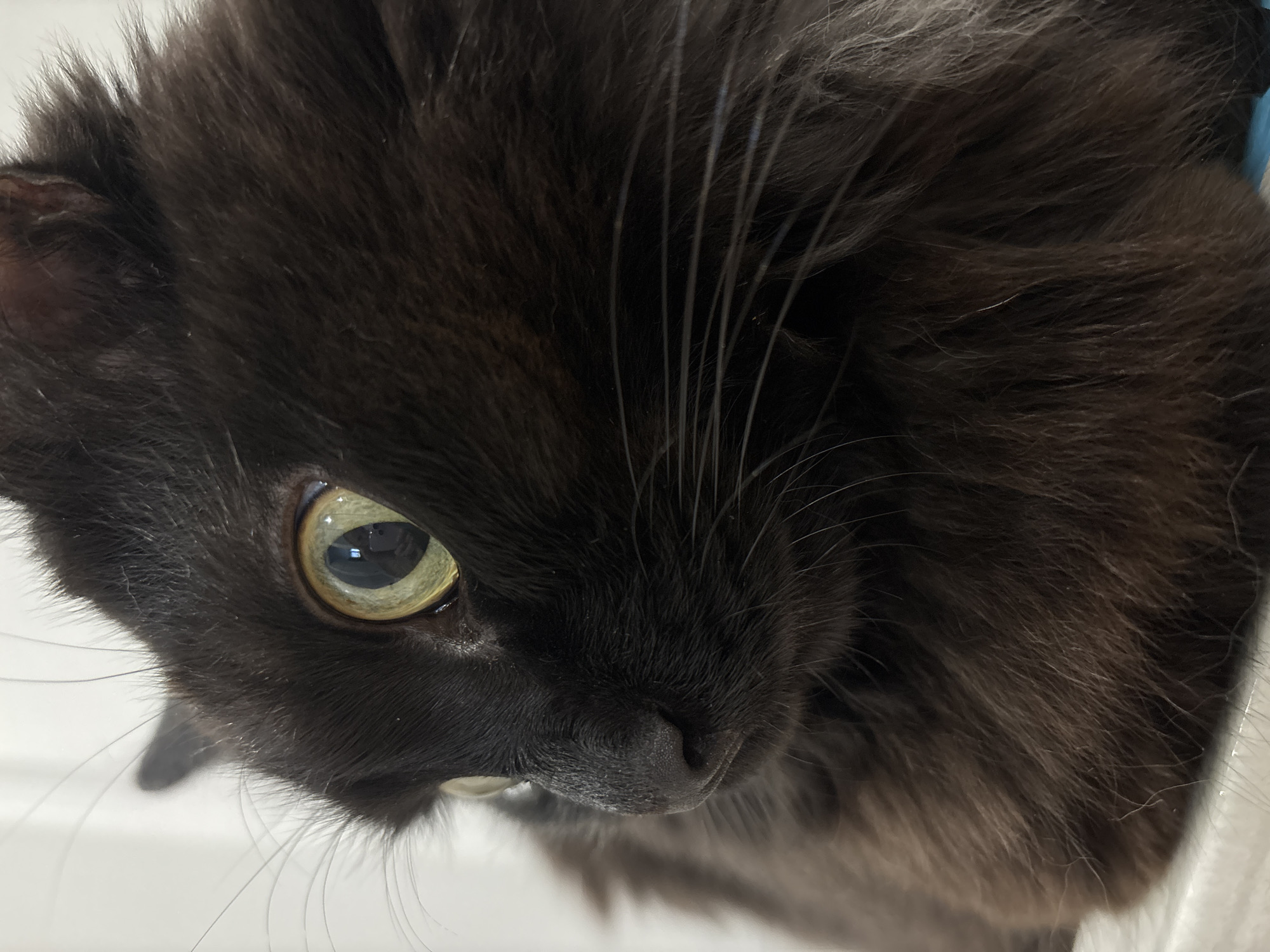 A close-up, eye-level shot focuses on the face of a black cat. The cat's left eye, a striking yellow-green with a dark pupil, is prominently featured. Its nose is a dark, moist hue, and long, white whiskers fan out from its muzzle. The cat's fur is a dark, rich black, with some areas appearing slightly lighter or having a reddish undertone due to the lighting. The background is softly blurred, with hints of white and a subtle blue element in the lower right corner, suggesting an indoor setting. There are no visible people or any indication of the city of Razdolnoye, Russia, in this image.