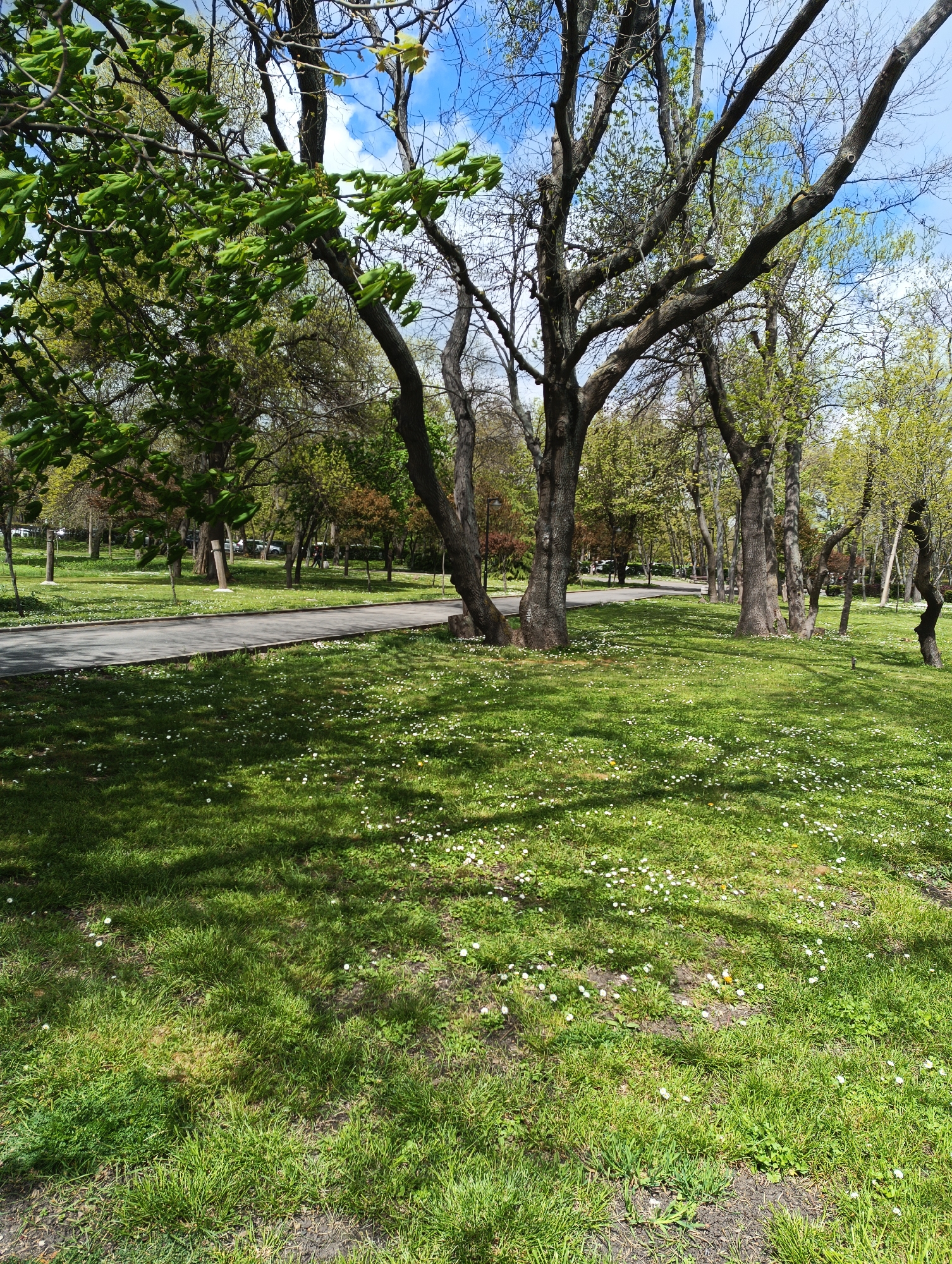 The image captures a tranquil park scene in Burgas, Bulgaria. A paved pathway winds through the park, bordered by lush green grass speckled with white daisies. Mature trees with thick trunks and branches, some still bare and others sprouting fresh green leaves, provide shade across the lawn. In the background, more trees and glimpses of other park visitors and possibly vehicles suggest a well-used public space. The sky is visible through the branches, showing a mix of blue and cloud cover. The overall impression is one of a peaceful, natural environment within a city setting.