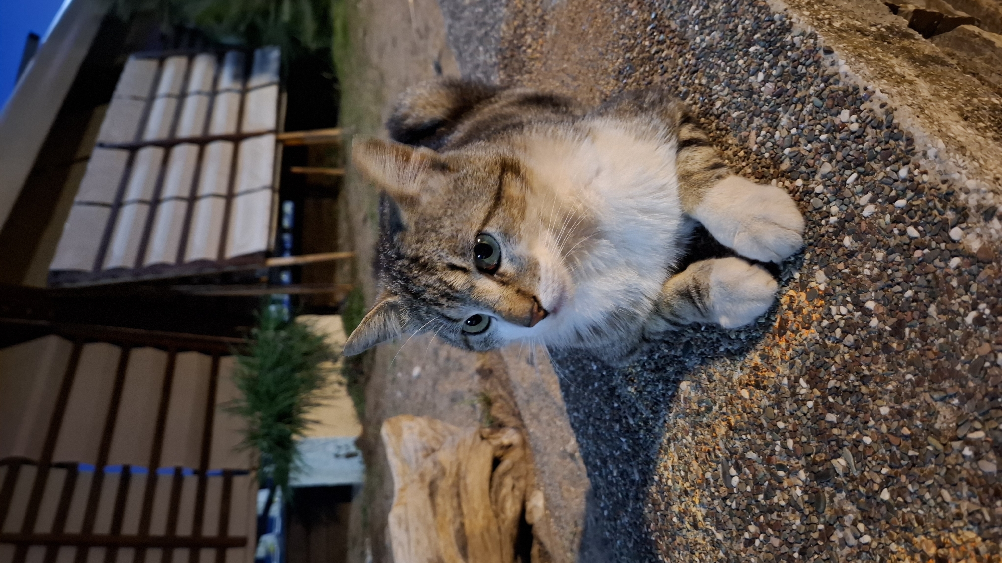 A domestic cat with tabby markings (grey and brown stripes) and a white chest, belly, and paws is lying down on a coarse, pebbled surface. The cat's bright green eyes are looking slightly upward and to the side, conveying a curious and attentive expression. Its front paws are tucked neatly beneath its body.
The textured ground, appearing to be concrete or asphalt embedded with small stones, is illuminated by a warm, yellowish light source, indicating it is evening or night. In the background, architectural structures are visible, including multiple rows of light-colored roof tiles, suggesting parts of a building. Wooden beams are also present, supporting these structures. A small, dark green bush or plant and a piece of weathered wood are also in the background. The sky in the upper left corner is a dark blue, confirming the low-light conditions. The outdoor setting, with its rustic architectural elements, suggests a location like a garden, courtyard, or pathway in Boreti, Montenegro. There is no visible text in the image.