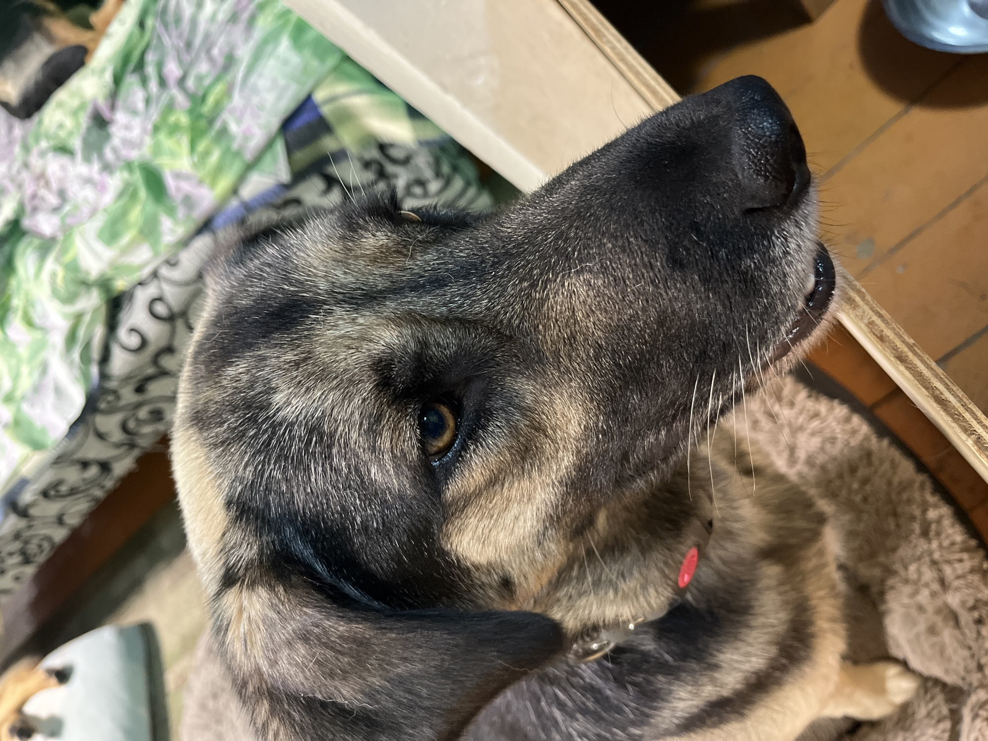This close-up, high-angle shot captures the head and upper body of a German Shepherd dog resting indoors. The dog has a dark muzzle with visible whiskers and a moist nose. Its fur is a mix of black, grey, and tan, with distinct brindle markings across its face and body. The dog's eye is visible, a warm brown color, and its ear is relaxed. A bright red accessory, possibly a tag or part of a collar, is visible around its neck.
The background is softly blurred, but appears to be a domestic setting. To the left, a piece of bedding or fabric with a green and white floral pattern is visible. To the right, a light-colored wooden surface, possibly a piece of furniture, forms the upper edge of the frame. The floor beneath the dog is a warm, reddish-brown wood.
The lighting suggests it is likely daytime or the indoor lights are on, creating soft shadows. There are no people or other animals visible. The overall impression is of a calm and comfortable dog in a home environment. No text is visible in the image. The context of Nizhny Tagil, Russia, does not offer specific visual cues within the image itself.