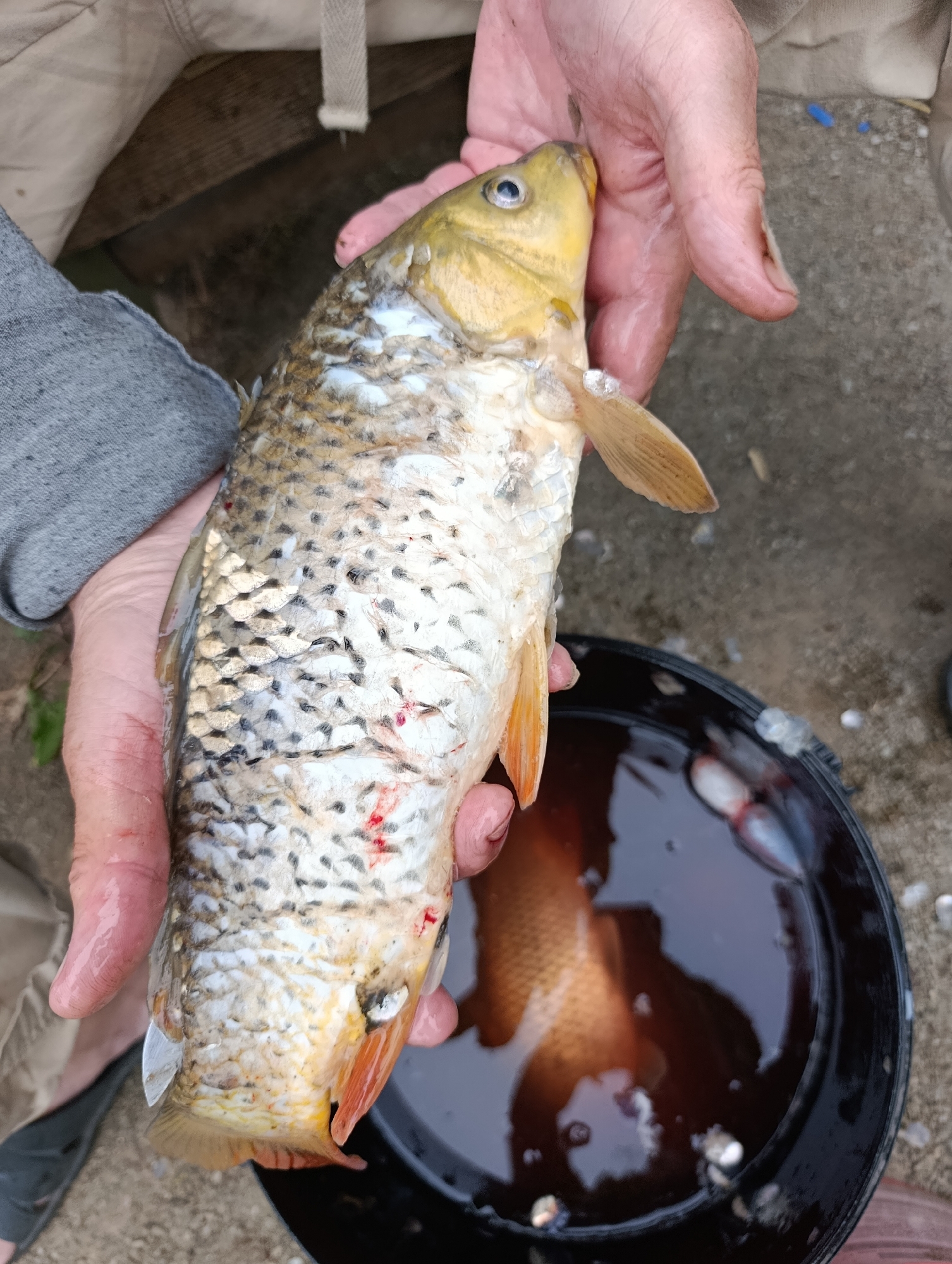 A person holds a freshly caught fish, likely a carp, over a bucket of water. The fish is mostly silver and white with some golden hues, and it shows signs of being handled, with some minor red marks visible on its scales. The person's hands are visible, one holding the fish by its head and the other supporting its body. The bucket below contains murky, dark water and another fish, partially submerged and reflected. The background suggests an outdoor setting, with a concrete surface and hints of natural elements like grass and possibly wood. The overall impression is a moment of a successful fishing trip.