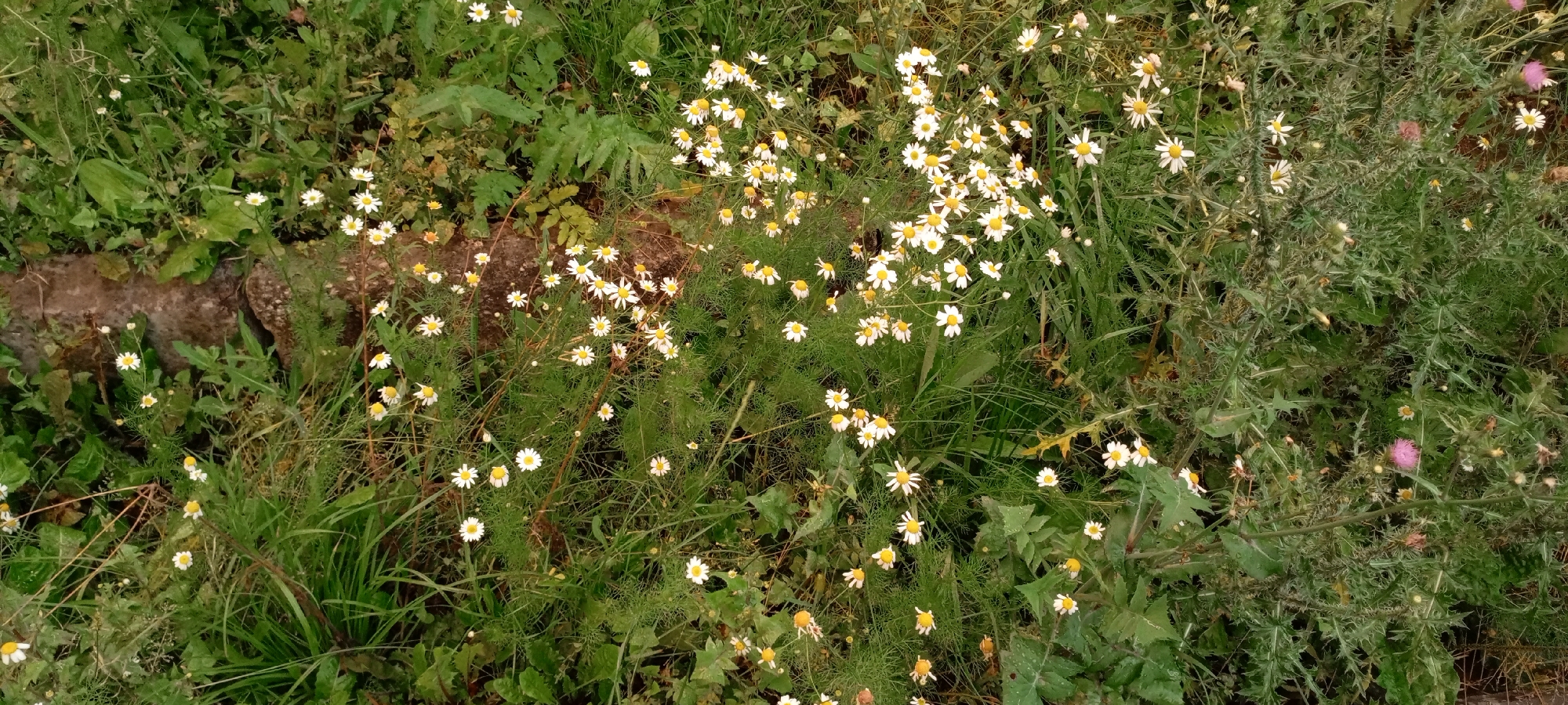 The image displays a close-up, eye-level view of a natural, overgrown area likely within the city of Kirsanov, Russia. The scene is dominated by a dense collection of vegetation, primarily consisting of various green plants, grasses, and numerous small white and yellow daisy-like flowers. Some of these flowers are in full bloom, while others appear slightly wilted. Interspersed with the flowers are patches of taller, spikier plants with some hints of pinkish-purple flowers visible in the upper right and lower right portions of the frame. A rough, earthy-brown object, possibly a stone or a piece of debris, is partially visible in the upper left quadrant. The overall impression is one of a wild, untamed patch of nature.