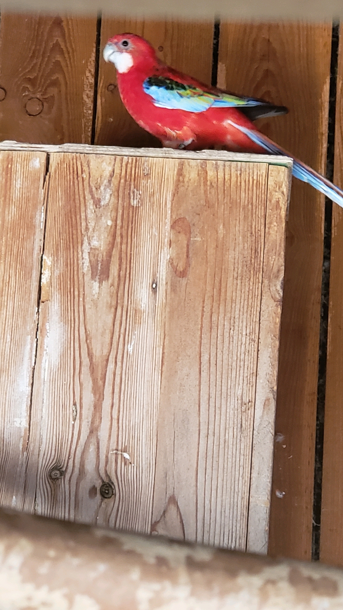 A male Crimson Rosella parrot (Platycercus elegans) is perched on the edge of a wooden structure. The parrot has a vibrant red body with blue and green wings, and a white patch on its face. The wooden structure appears to be part of an aviary or enclosure, with rough-hewn wooden planks forming the background and the perch. The lighting suggests an indoor or shaded outdoor environment. The image was taken in Prešov, Slovakia.