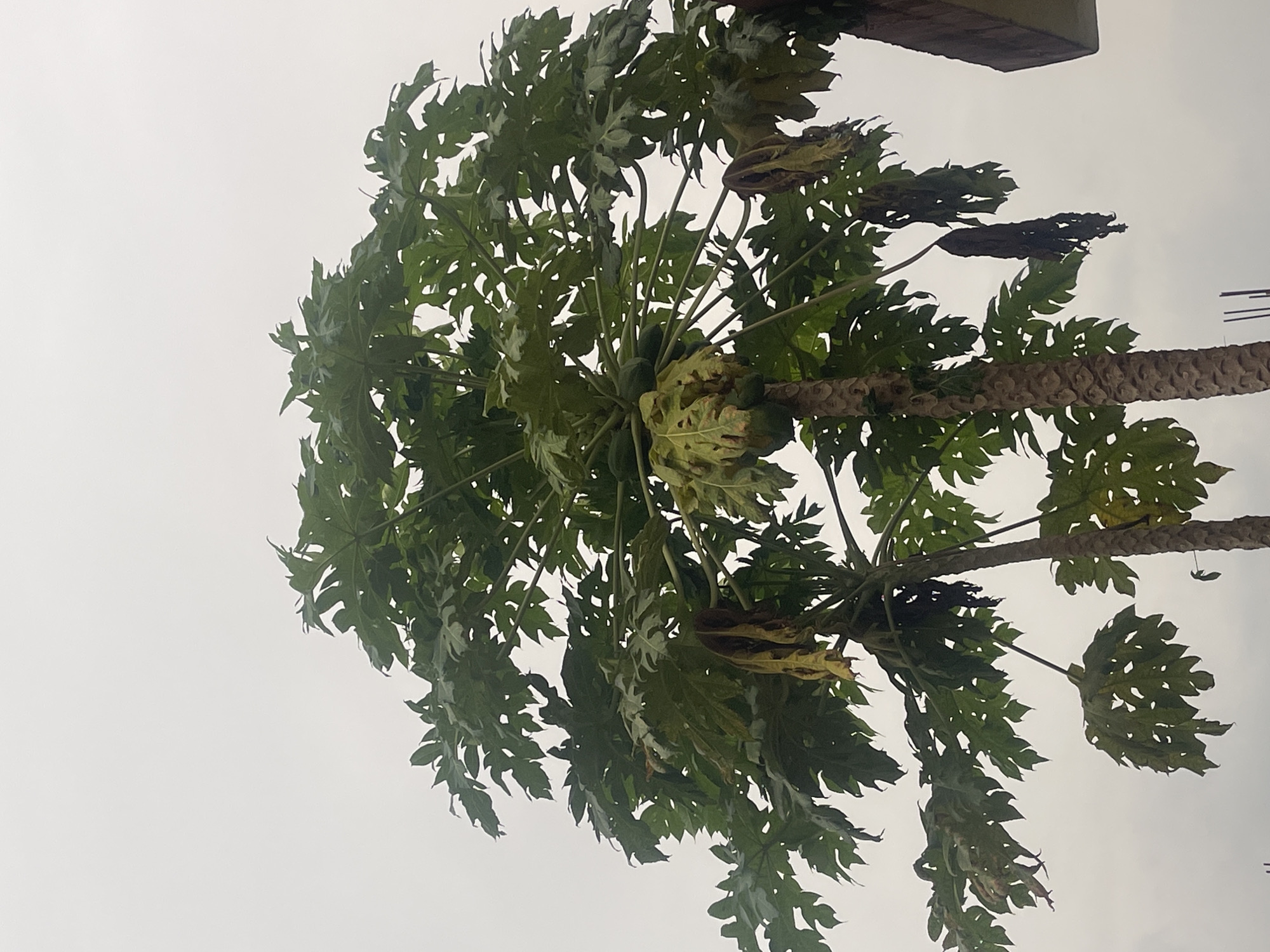 The image shows a papaya tree with green leaves and fruits. The sky is overcast. The location is Abraka, Nigeria.
