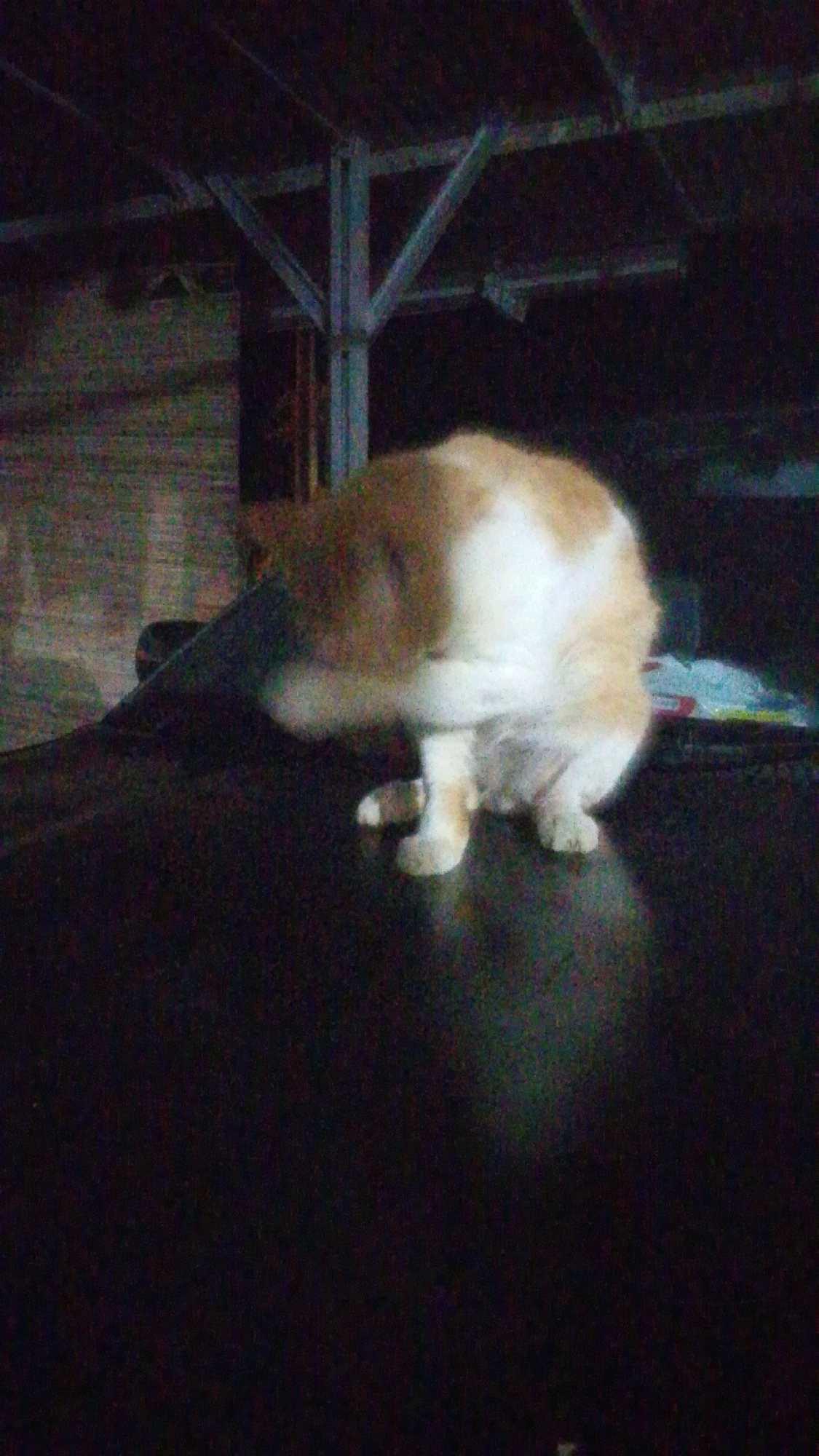 A blurry, grainy, low-light image captures a tan and white cat grooming itself on a dark, flat surface. The cat is curled up, with its head turned towards its body, and its tail is partially visible. The background is dark and indistinct, but appears to show some structural elements, possibly part of a building or shelter. There are no discernable human figures or other animals. The scene does not provide any specific visual cues to indicate a location in Cintaratu, Indonesia.