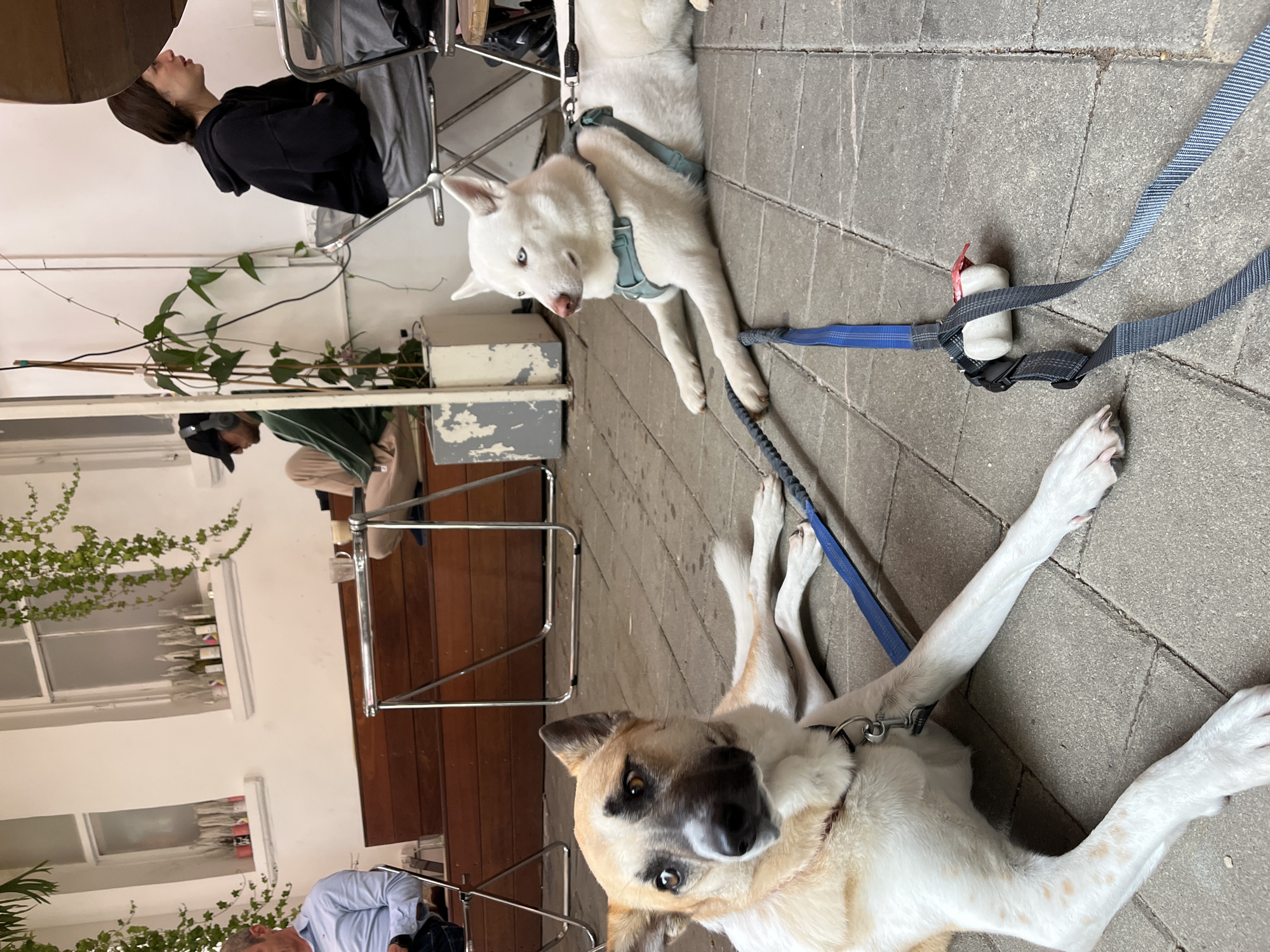 The image shows two dogs lying on a stone-tiled walkway outside a building. The walkway is partially covered and appears to be part of a restaurant or cafe patio, based on tables and chairs visible in the background. A white dog with blue eyes is wearing a blue harness and is leashed. A tan-and-white dog with darker markings around its eyes is also lying down and leashed. A person in a black hoodie is sitting at a table nearby, and other people are also visible in the background. The building has windows displaying wine bottles. The image was taken in Tel-Aviv, Israel.