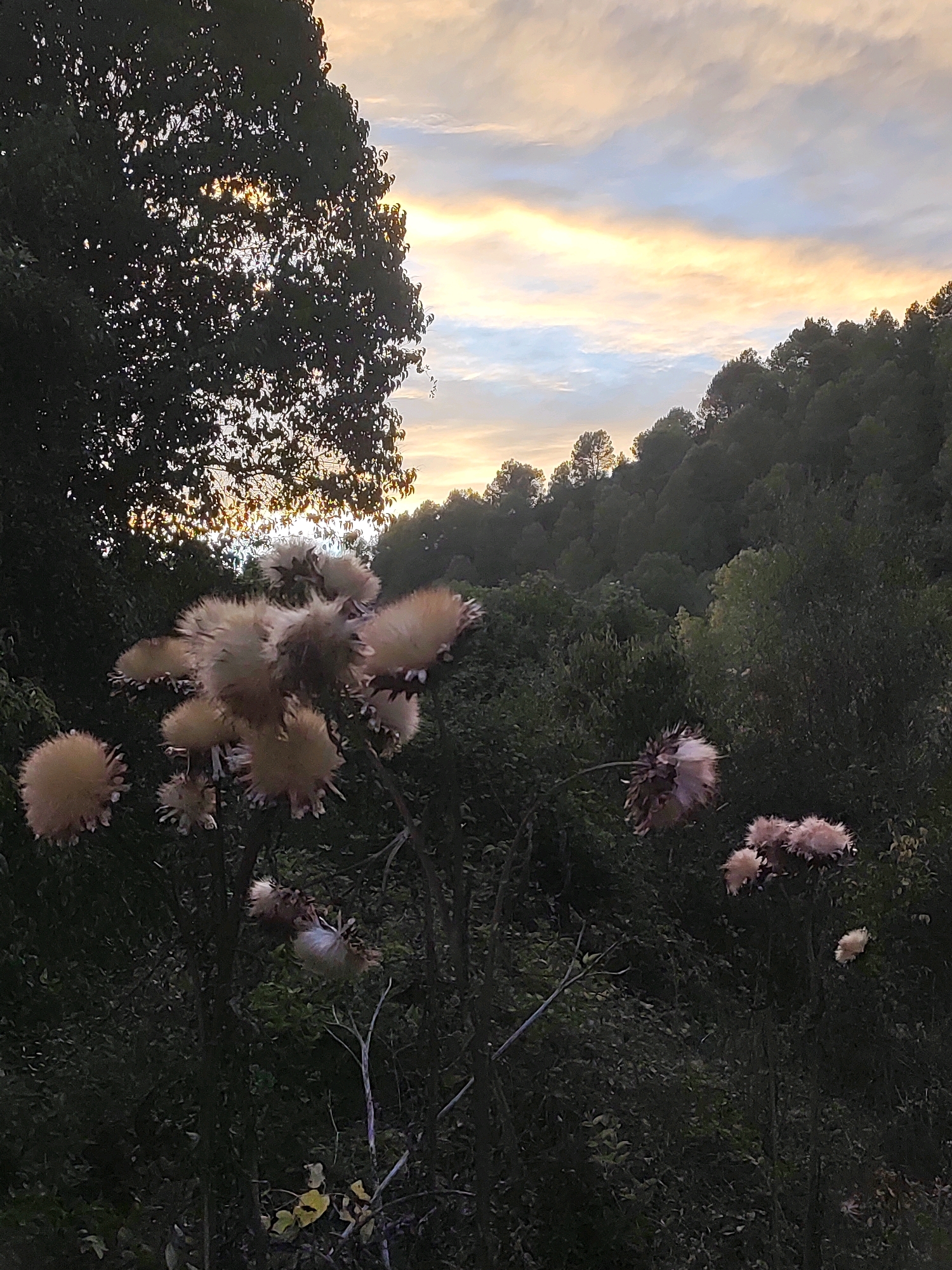 This image depicts a natural landscape, likely a rural area or park, at dusk. In the foreground, several dried thistles with fluffy seed heads are prominently displayed. The background features a dense forest covering rolling hills, with the setting sun casting a warm glow across the sky, creating streaks of yellow, orange, and blue in the clouds. A large tree with dark foliage partially obscures the sky on the left side of the frame. The overall impression is one of a serene, natural environment at the end of the day. The location is identified as Suera / Sueras, Spain, a municipality in the province of Castellón, Valencian Community.