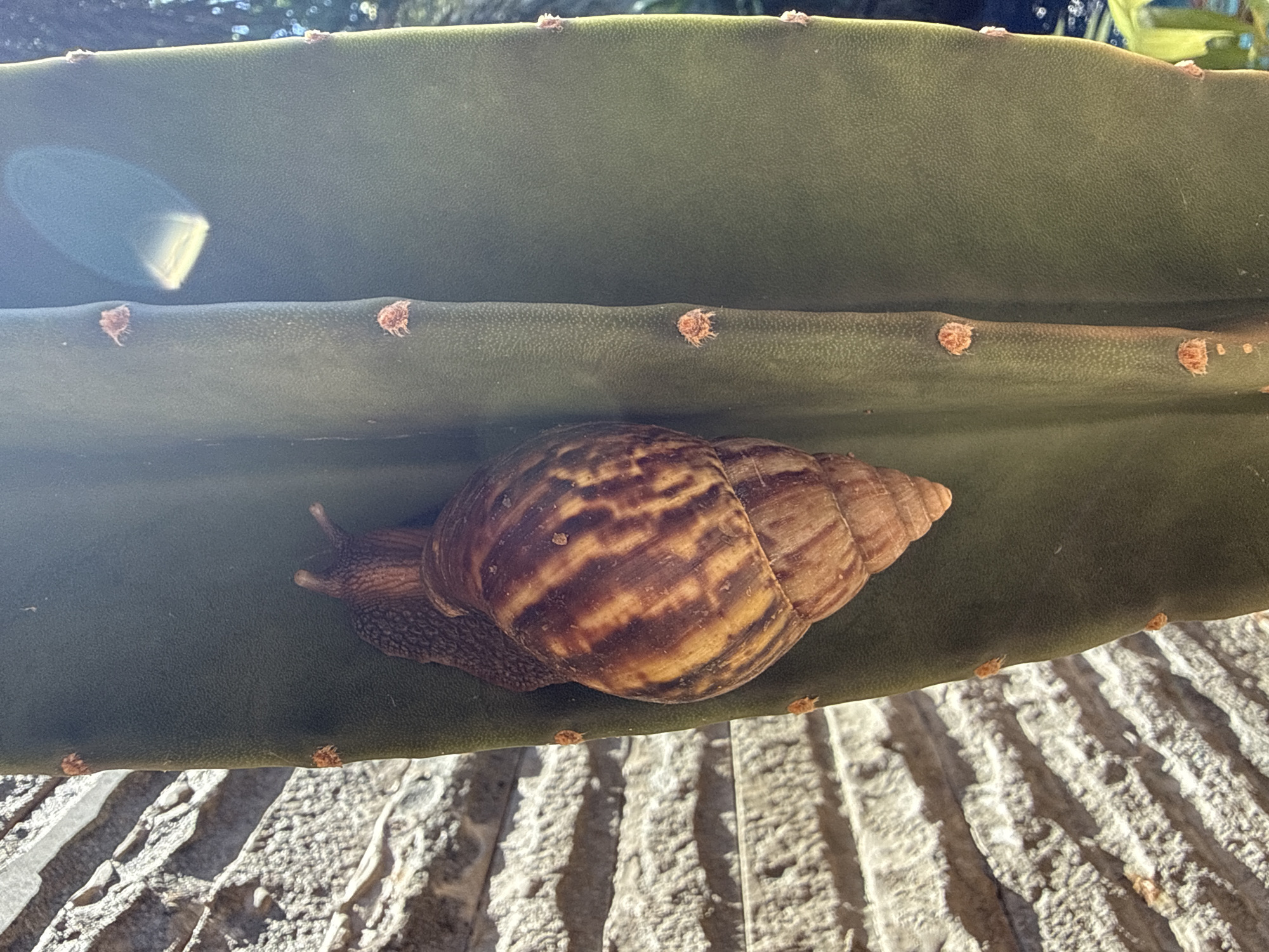 The image displays a large land snail resting on the flat, green stem of a cactus-like plant. The snail, positioned prominently in the lower center, features a conical shell with a distinct pattern of dark brown stripes over a lighter tan and cream background. Its soft, textured body is partially extended from the shell, adhering to the plant's surface.
The plant itself is a thick, succulent green segment or rib, characteristic of a cactus, with small, fuzzy, reddish-brown nodes spaced along its edges. The surface of the plant appears slightly pebbled.
The scene is set outdoors in Kuta Selatan, Indonesia, bathed in bright daylight. A strong lens flare is visible in the upper left, indicating direct sunlight. The background above the plant is a blurred expanse of green, suggesting distant foliage. Below the plant, a textured, light-colored ground surface, possibly stone or concrete, is illuminated by sunlight, casting prominent shadows from the plant, reinforcing the sunny conditions. The snail appears to be stationary. There is no visible text in the image.