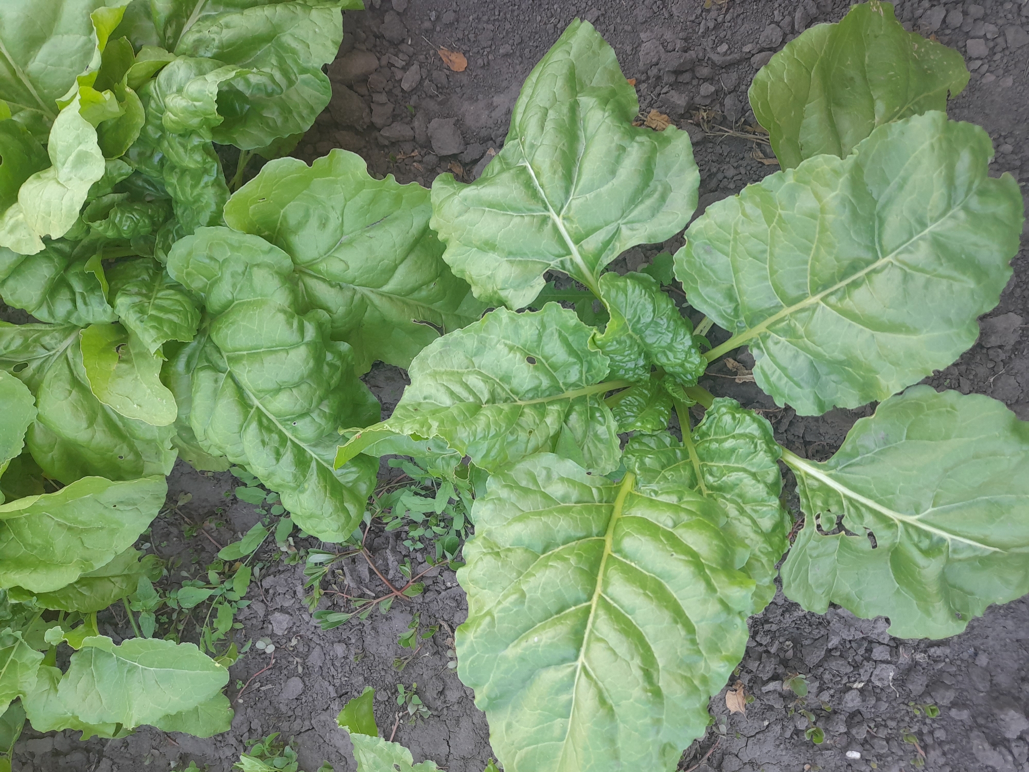 The image shows a close-up, overhead view of several large, green chard plants growing in dark soil. The chard leaves are broad, with prominent veins and slightly ruffled edges. Some leaves exhibit small holes, likely from insect damage. The soil is dry and appears somewhat clumpy, with a few small weeds interspersed among the chard plants. The scene is outdoors, likely in a garden or farm plot. The location is Kliushnykivka, Ukraine. There are no people or animals visible in the image.