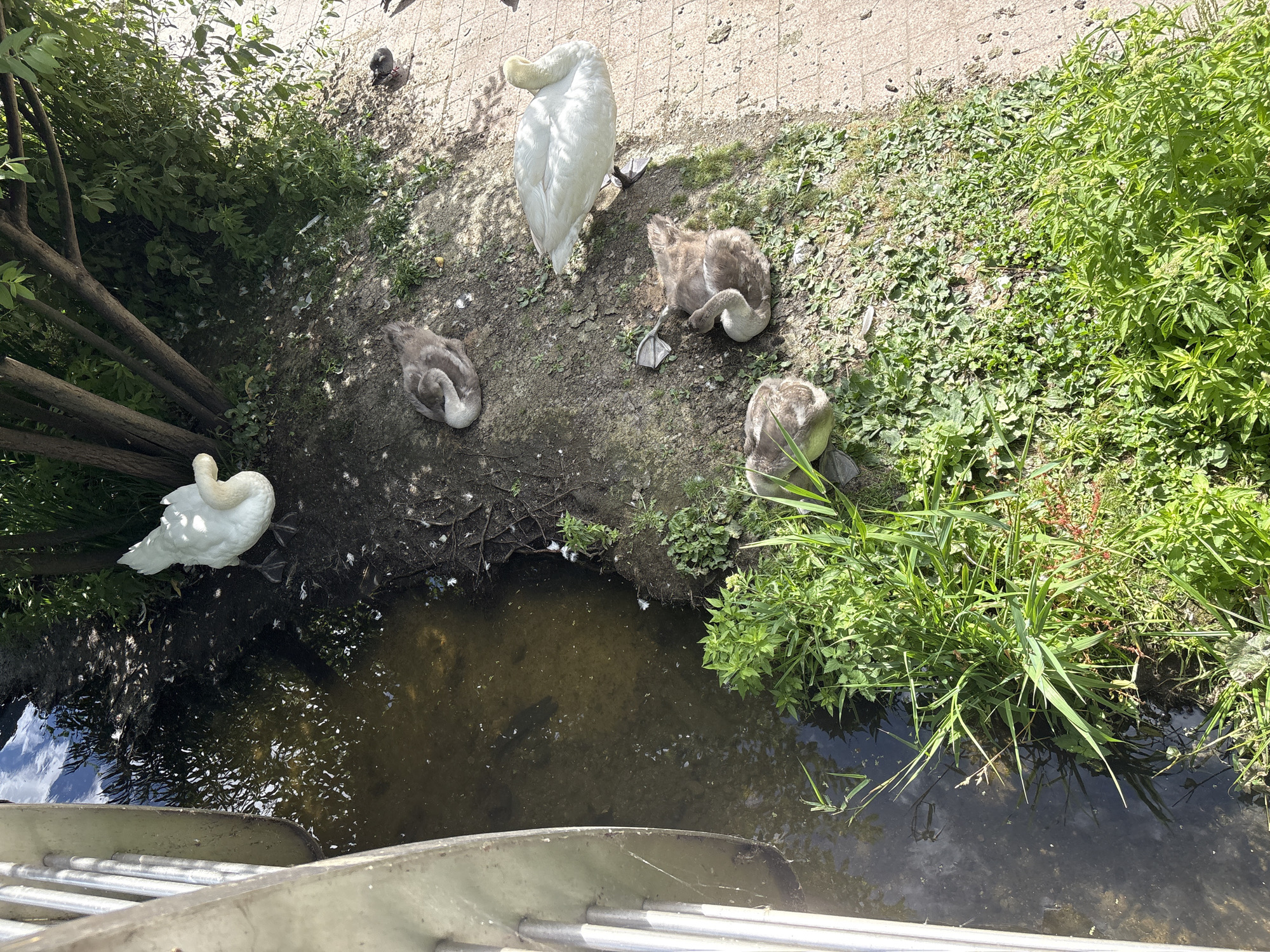 A high-angle, full shot shows a family of swans near the edge of a body of water on a sunny day. In the background, a large white adult swan stands with its neck curved. In the foreground and midground, three cygnets, or young swans, are nestled on the dirt and grass. One cygnet is partially obscured by a tuft of grass, while another is curled up with its head tucked under its wing. The third cygnet is closer to the water's edge. On the far left, another white adult swan is partly visible, its head lowered toward the water. The scene appears to be a natural outdoor environment with trees and lush green foliage lining the water. The water itself is dark and reflective, with some ripples on the surface. A metal railing is visible at the very bottom of the frame, suggesting the vantage point is from a bridge or walkway. The sunlight casts shadows on the ground, indicating it is daytime. There is no visible text in the image.