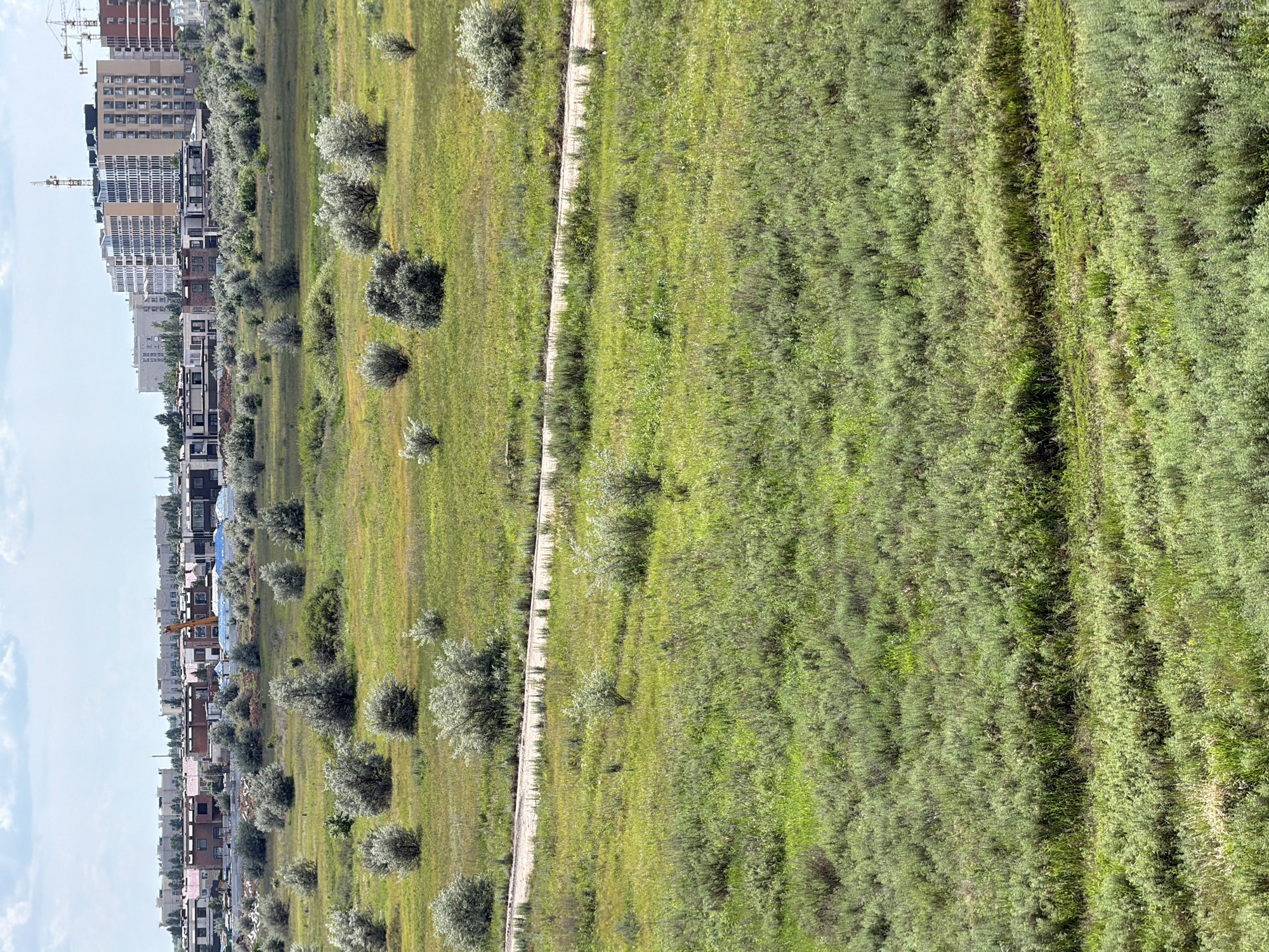 This is a photograph of a grassy field with scattered bushes and trees, leading towards a developing urban area in the city of Astana, Kazakhstan. In the background, construction is underway for a new neighborhood, with several multi-story buildings under various stages of completion. Cranes and construction equipment are visible amongst the buildings. The sky is partly cloudy. The foreground of the image is dominated by dense, green vegetation, with a dirt road cutting through the field. The scene depicts a transitional landscape where urban expansion is encroaching on a natural environment.