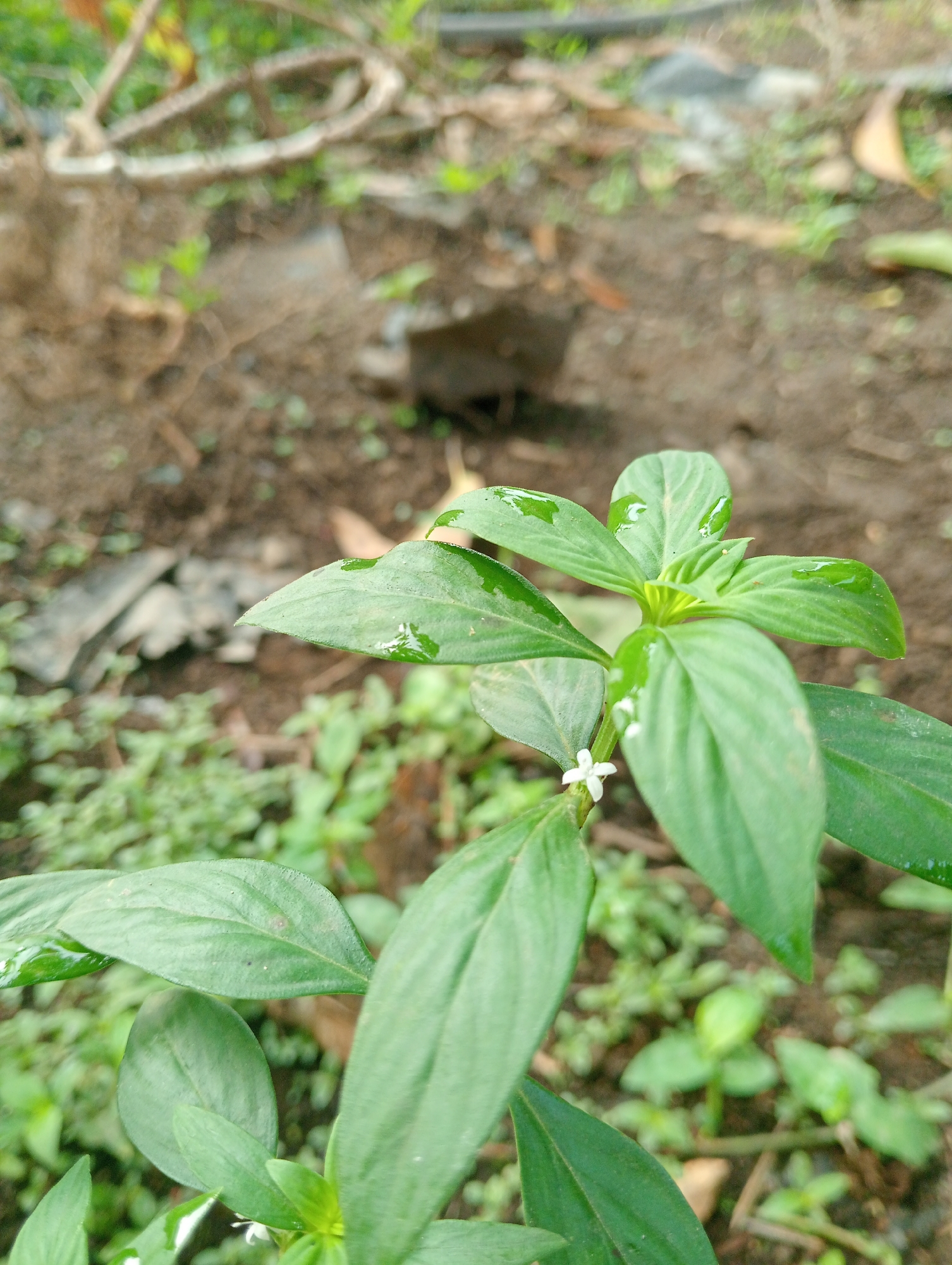 This is a close-up, eye-level shot of a small green plant with several leaves, some of which have water droplets on them. The plant has a single, tiny white flower with four petals. The background is blurred and consists of soil, dry leaves, and other green foliage. The image appears to have been taken outdoors in a natural setting. The location in Campago Barat, Indonesia is inferred from the context of the image, not directly visible within the scene. There are no people or animals present in the image, and no discernible actions or interactions are taking place.