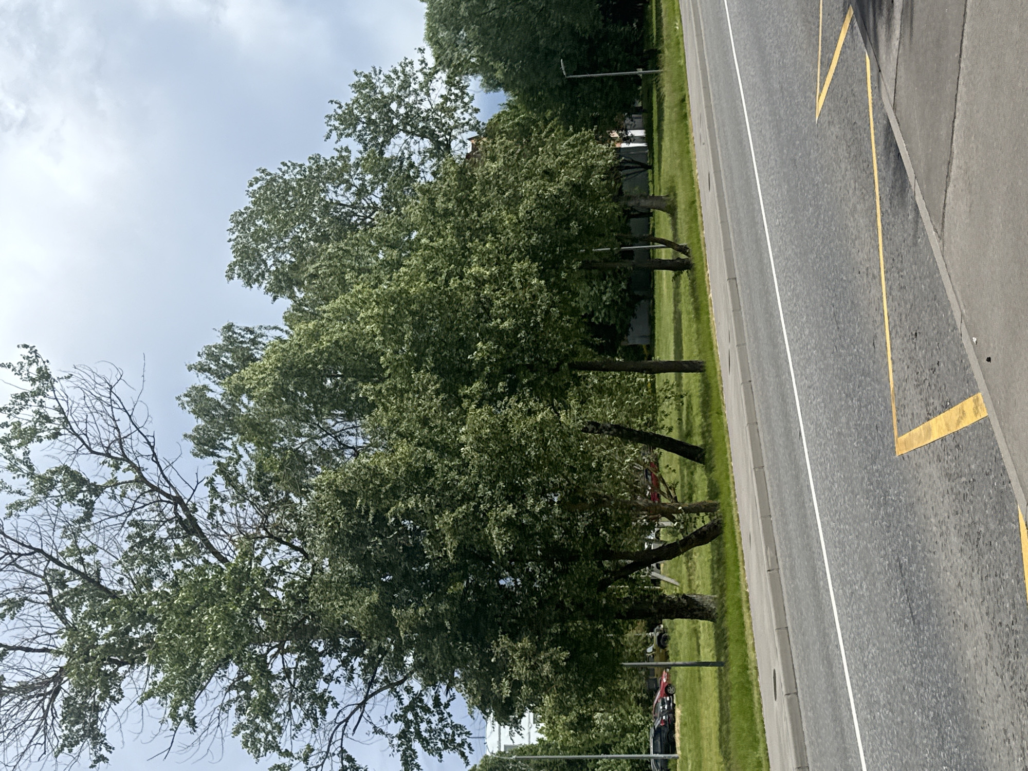 The image depicts a street scene in Yakovlevskoye, Russia, on a cloudy day. A paved road occupies the foreground, with a white line marking the lane division and yellow diagonal lines indicating a no-parking zone. To the left of the road is a sidewalk and a strip of green grass, beyond which are several trees with dense green foliage. In the background, parked cars are visible on the grass, and a building with a light-colored facade can be seen behind the trees. The sky is overcast with gray clouds.