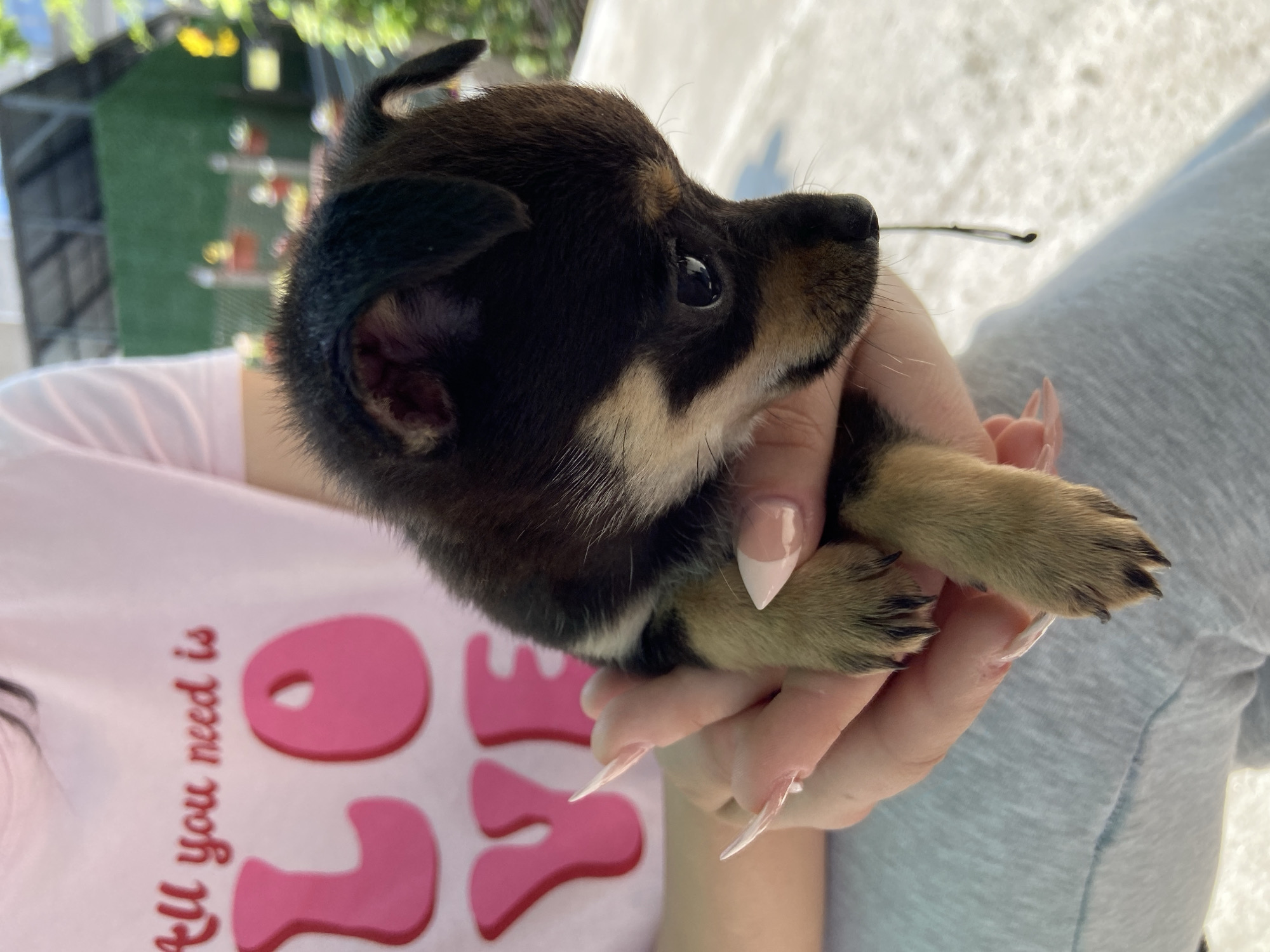The image depicts a small, tricolored puppy being held in the hands of an unidentified individual in Gorna Oryahovitsa, Bulgaria. The puppy, primarily black with tan markings on its muzzle, eyebrows, chest, and paws, faces downwards and towards the right of the frame, with its dark eyes visible. A dark, thin, string-like piece of debris or substance is suspended from the puppy's chin area. The individual's hands, with long, pointed fingernails featuring a clear/pink base and white tips, cradle the puppy. The person is wearing a light pink short-sleeved top with raised fuchsia letters spelling "LOVE," preceded by smaller red text "All you need is." Below the hands, light grey fabric, consistent with casual trousers or sweatpants, is visible. The background, largely out of focus, indicates an outdoor setting under bright daylight, showing a structure with a dark roof and a green, possibly artificial turf, wall or fence. Blurred green foliage and some yellow elements are also discernible in the mid-ground. A light-colored, textured surface is visible beneath the puppy in the lower right foreground.
