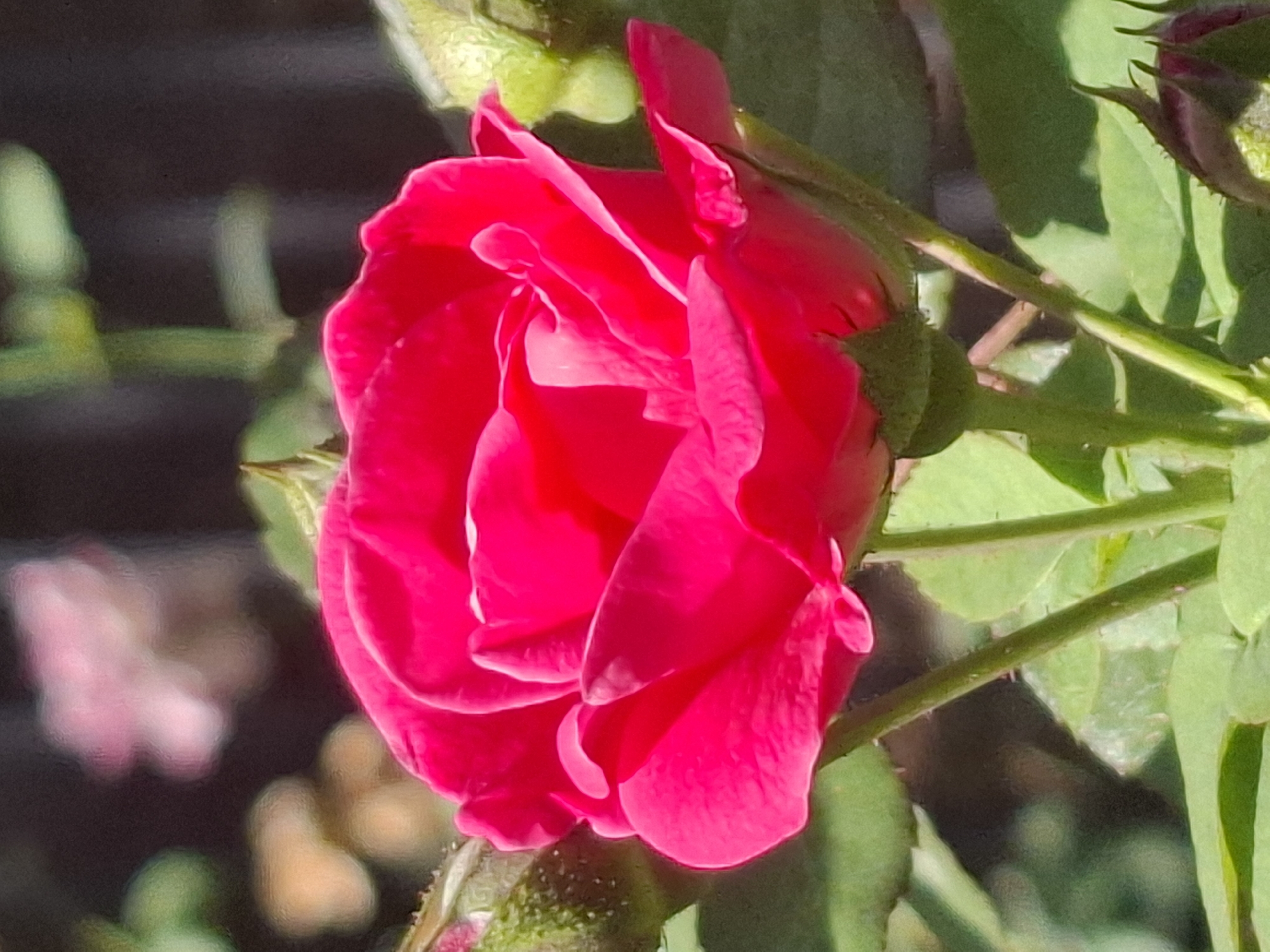 A close-up, vertical shot features a vibrant pink rose in bloom, dominating the center of the frame. The rose's petals are unfurled, revealing their delicate texture and rich color. Several green rosebuds are visible on the lower left and right sides of the image, hinting at future blooms. The background is softly blurred, with hints of other pink flowers and green foliage suggesting a garden setting. The lighting is bright, highlighting the rose's features and casting subtle shadows. The image appears to be taken in a natural outdoor environment. There is no indication of specific urban or geographical features that would place this image in Almaty, Kazakhstan.