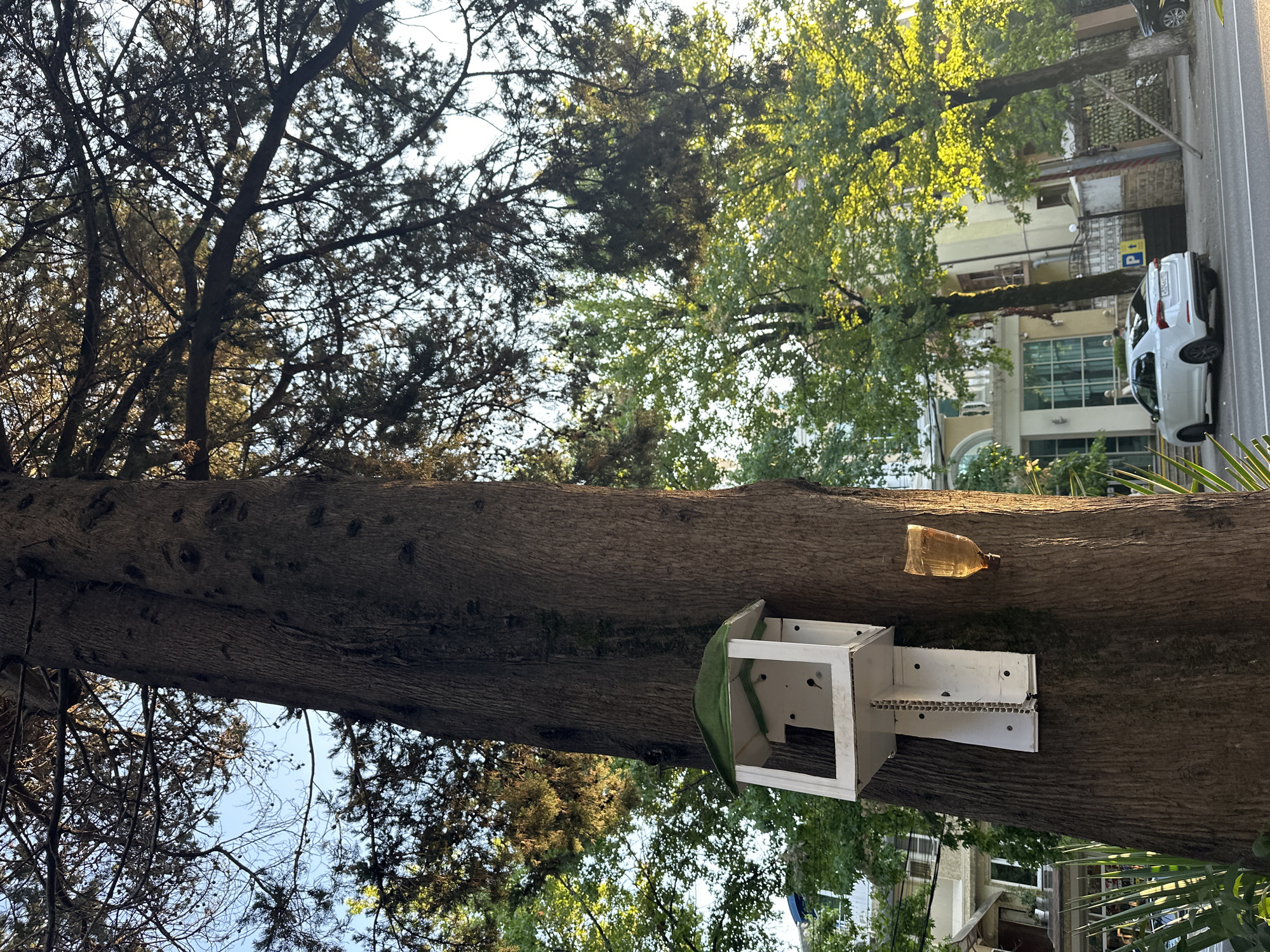 A tall, dark-barked tree dominates the center of the frame, its trunk rough and textured. Attached to the tree, roughly at eye level, is a white bird feeder with a green, textured roof. Below the feeder, a small, translucent plastic bottle, possibly a feeder or water dispenser, hangs from the tree trunk. The feeder has a simple, open-fronted design with a rectangular opening. Sunlight filters through the dense green foliage of other trees in the background, casting dappled light. Behind the trees, a light-colored building with multiple windows and balconies is visible. A white car is parked on a paved road in front of the building. The scene appears to be an urban or suburban setting, likely in Sochi, Russia, given the style of architecture and vegetation. The sky above is a pale blue.
