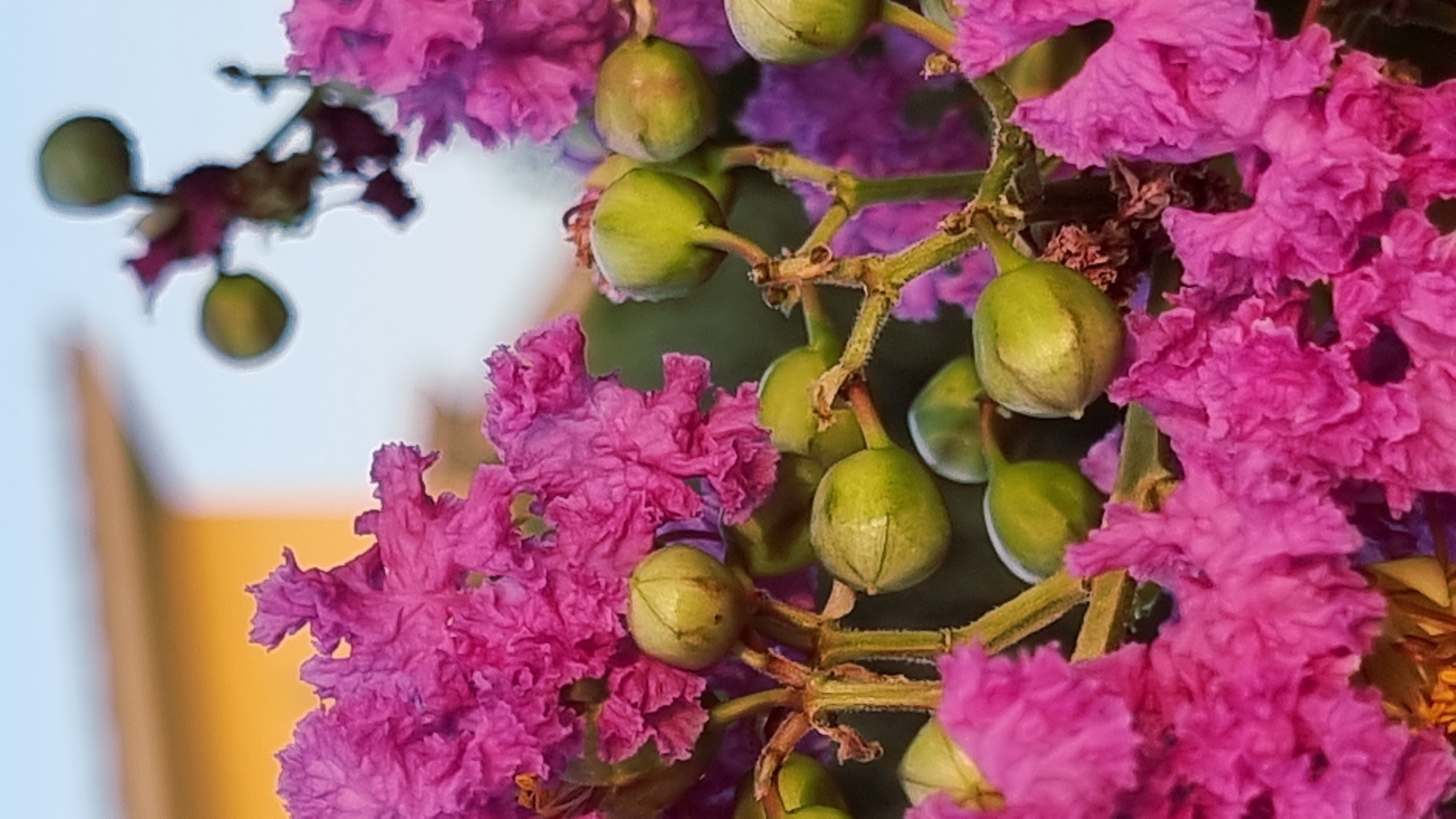 This close-up, outdoor, horizontal media file features a cluster of pink crape myrtle flowers and their developing seed pods. The flowers, with their ruffled petals, are a vibrant fuchsia color. Scattered among the blooms are numerous green, oval-shaped seed pods, some partially opened to reveal their structure. The background is a soft blur of green foliage, with a hint of a light blue sky and a warm yellow and brown object, possibly a building or structure, visible in the lower left. The image appears to be taken during daylight hours, with natural lighting. No people are visible, nor is there any text. The focus is on the delicate details of the plant's life cycle, from bloom to seed formation. The setting suggests a garden or natural environment.