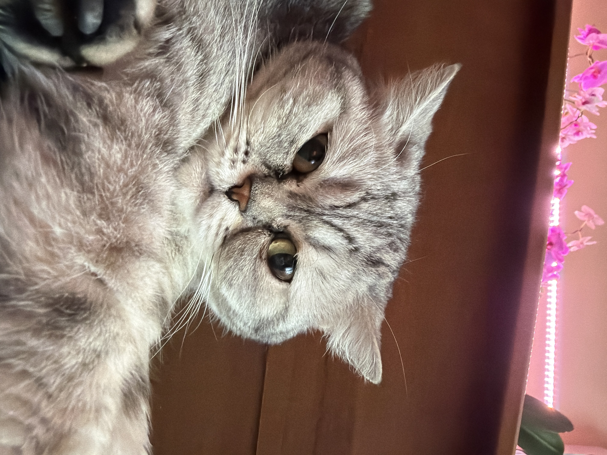 A gray tabby cat is lying upside down, its head tilted to the side and facing the viewer. It has short, thick fur, a pink nose, and amber eyes. The cat is positioned close to the camera, filling most of the frame. In the background, there is a vertical dark brown surface, likely a wall or piece of furniture. To the right of the brown surface, there is a vertical strip of bright pinkish-purple light, possibly from a grow light or decorative lighting, with pink orchid flowers visible near the top of the strip. The location is unknown, but is stated to be in Chaikovsky, Russia.