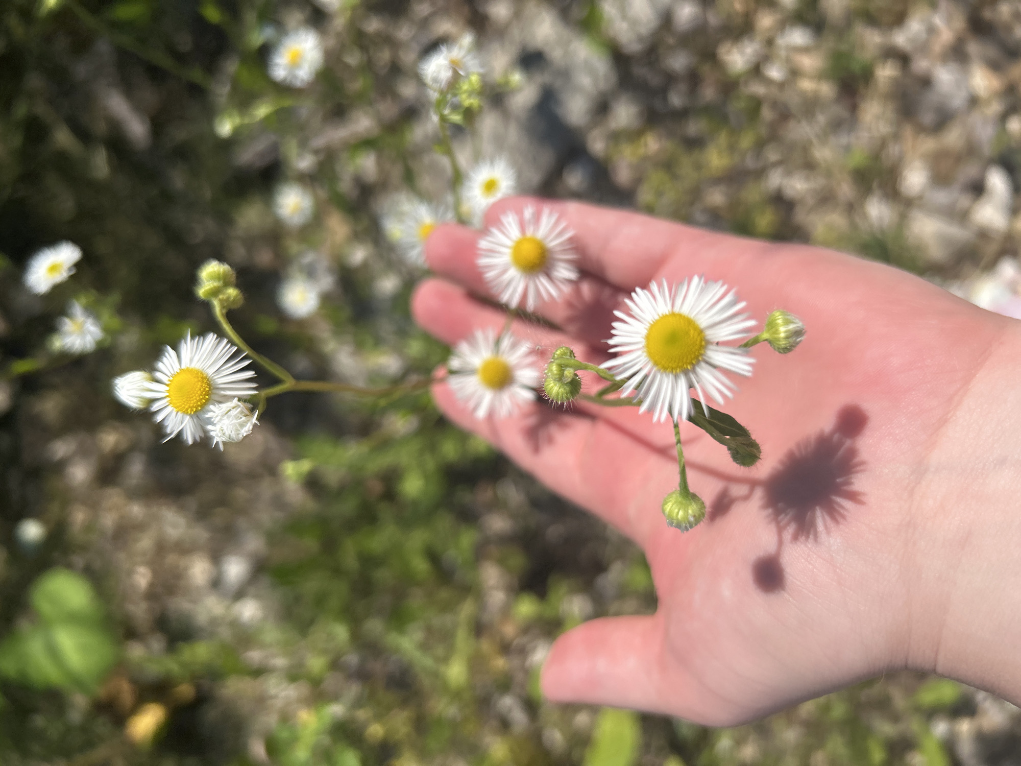 A close-up, overhead shot shows a person's open, pink palm facing upwards. Several small, white daisy-like flowers with yellow centers are scattered across the palm and the surrounding area. The flowers appear to be growing in a natural, outdoor setting, with a blurry background of green foliage and brown, rocky ground. Some of the flowers are in bloom, while others are still buds. The lighting suggests a sunny day, casting faint shadows of the flowers onto the palm. The location is identified as Unknown, Unknown.