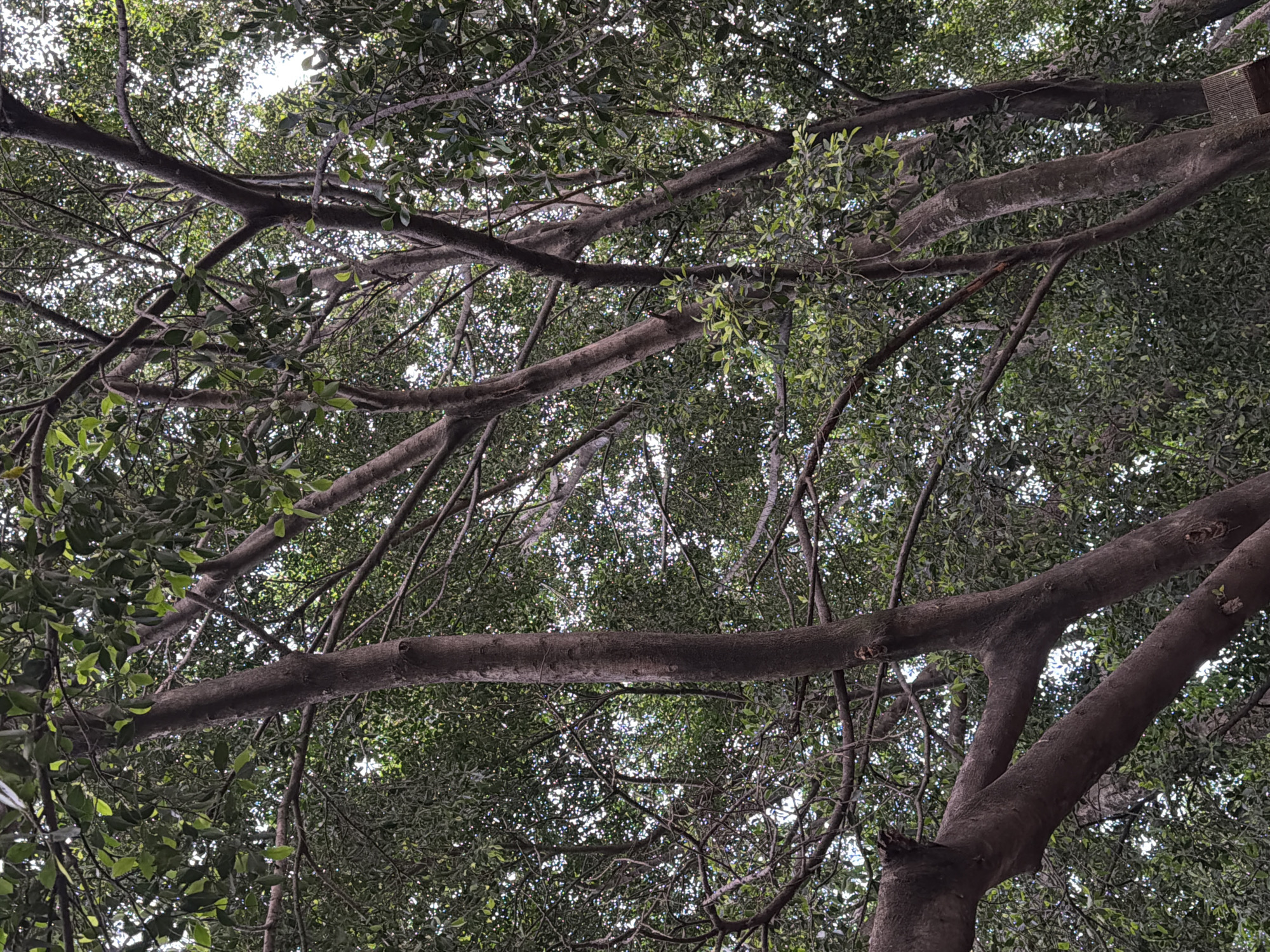 The image shows a view looking up into the canopy of a tree. The tree has thick, gnarled branches with smaller twigs and leaves filling the spaces in between. Light filters through the leaves, creating a dappled effect. The photograph seems to be taken in a park or wooded area with lush vegetation. This scene is likely located in the city of Cuautla, Mexico.