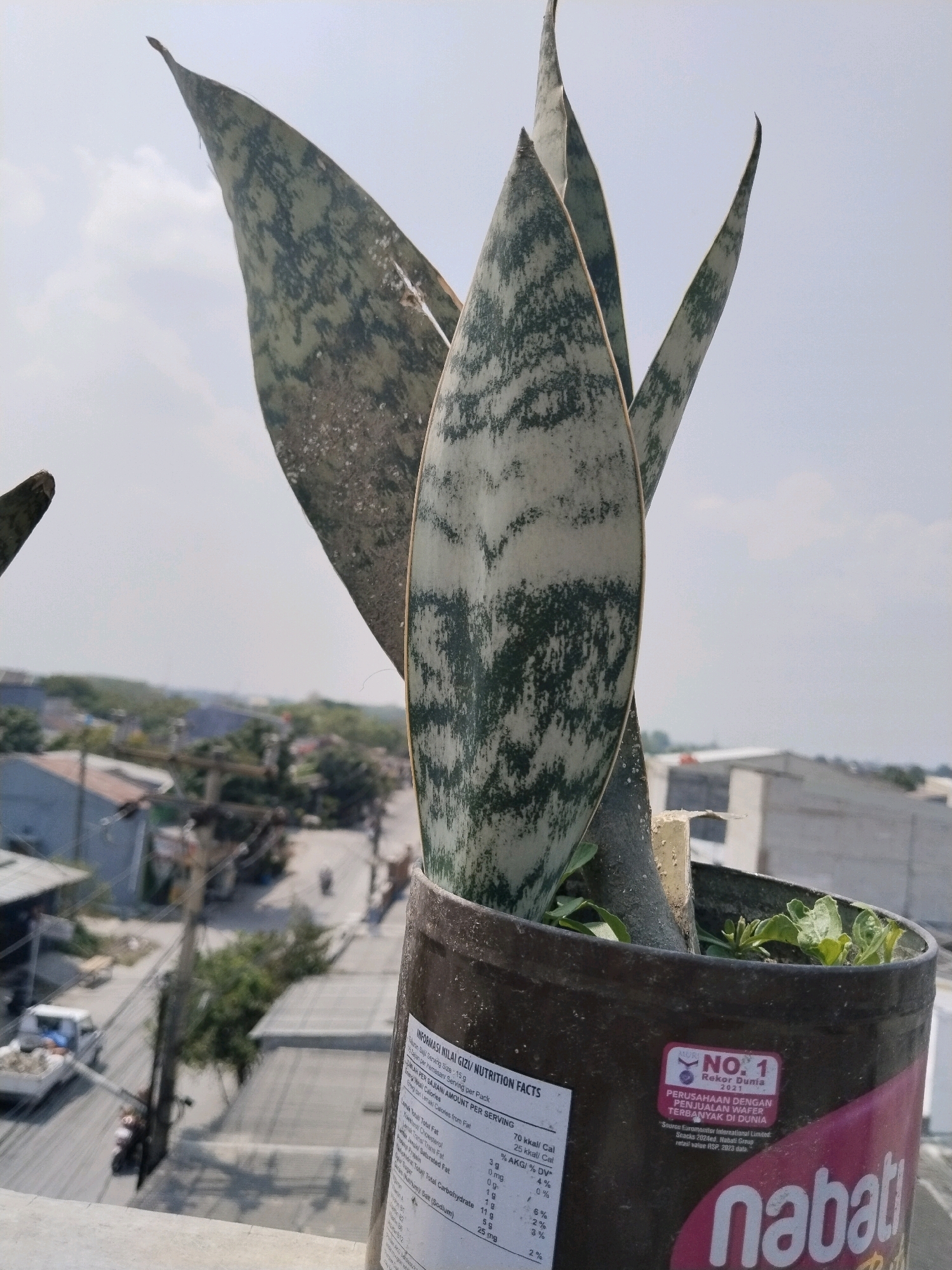 A snake plant with variegated leaves is potted in a dark plastic container. The container has a label that says "nabati" and has nutrition facts printed on it. The pot is placed on a rooftop overlooking a street with buildings and trees in the background. The sky is overcast. There are no people clearly visible. The location is identified as Jalenjaya, Indonesia.