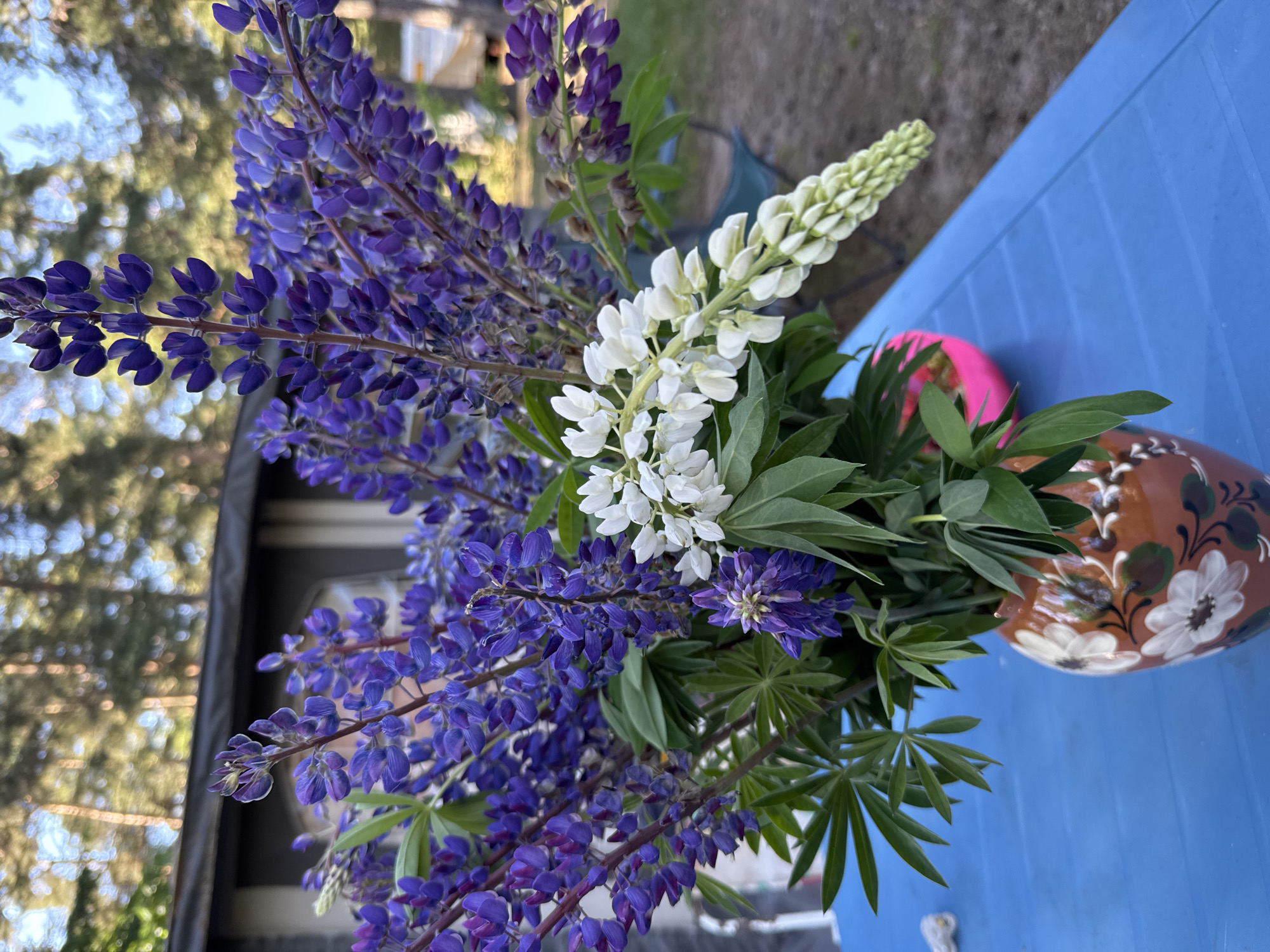 This media file displays a bouquet of lupine flowers, predominantly purple with a single white spire. The flowers are arranged in a rustic, decorative ceramic vase that is brown with painted white floral designs. The vase is placed on a bright blue, possibly plastic, table. In the background, out of focus, is a building with a dark-colored trim and some trees, suggesting an outdoor setting. The lighting indicates it is daytime, possibly late afternoon or early morning due to the warm glow on the foliage and the dappled sunlight. The overall mood is serene and natural, evoking a sense of summer or early autumn. There is no visible text in the image. The specific location context provided is Zelenaya Roshcha, Russia, which aligns with the natural setting and flora depicted.